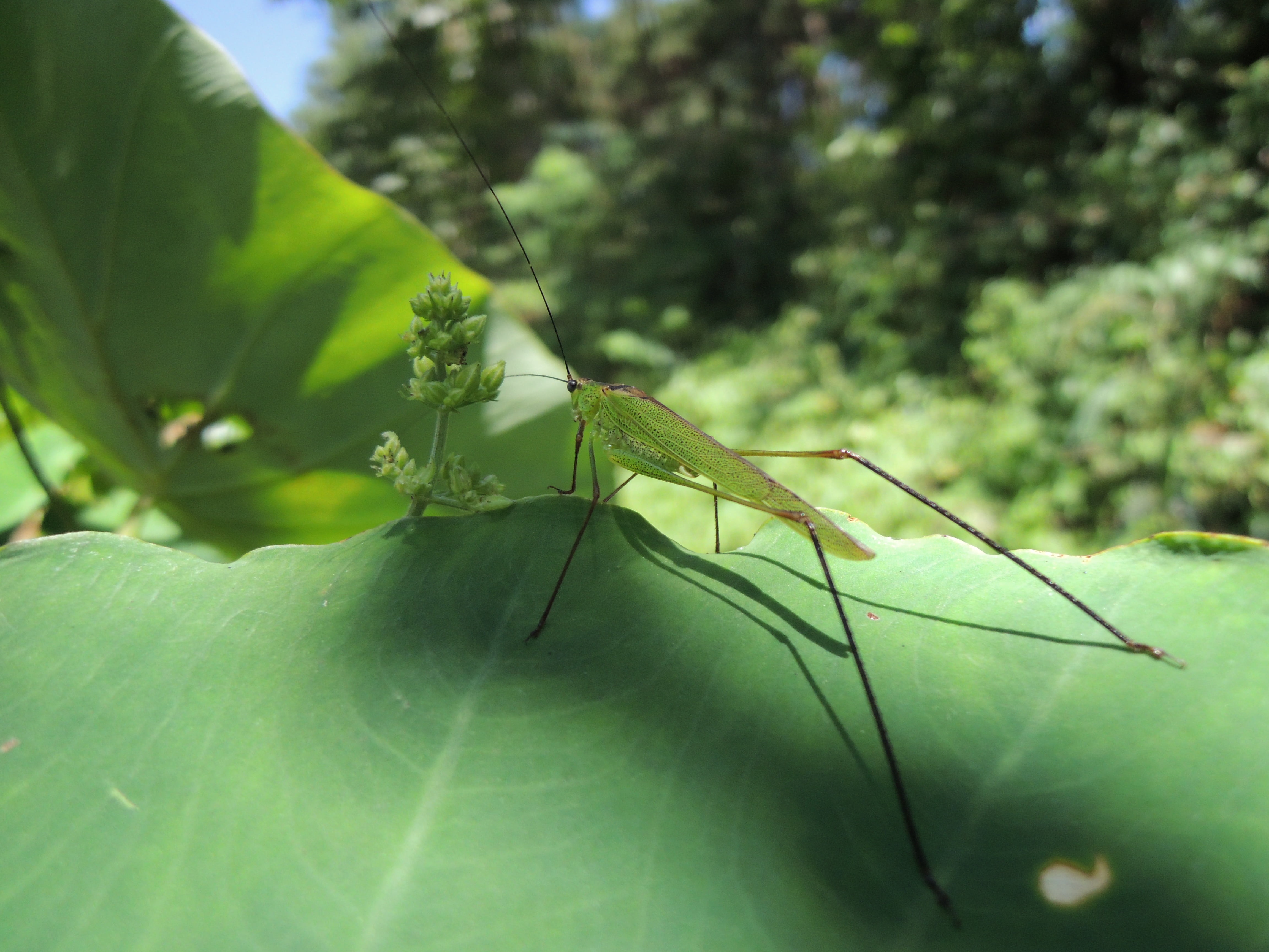 growth, leaf, insect, focus on foreground, grasshopper, one animal, invertebrate, close-up, nature, animals in the wild, plant part, outdoors, animal themes, HD Wallpaper