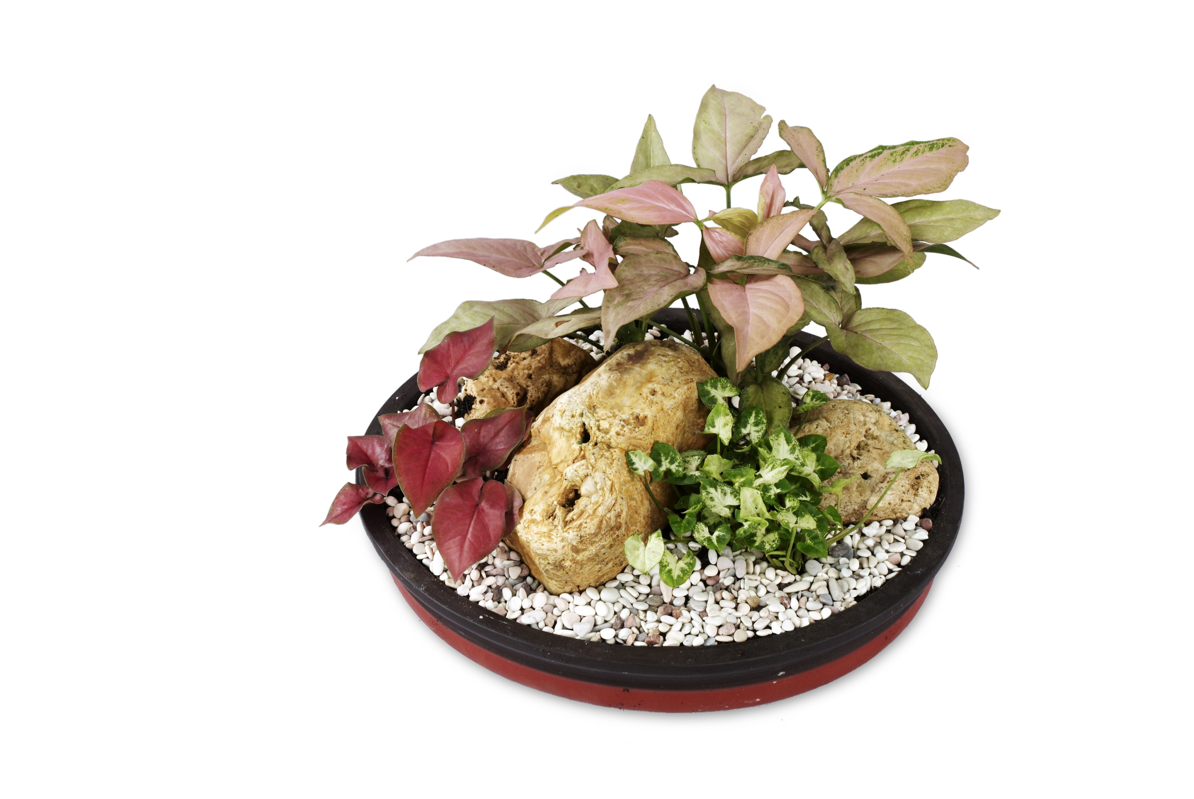 japanese food, healthy eating, wellbeing, freshness, cut out, leaf, flower, white background, vegetable, singonium, still life, serving size, ready-to-eat, HD Wallpaper