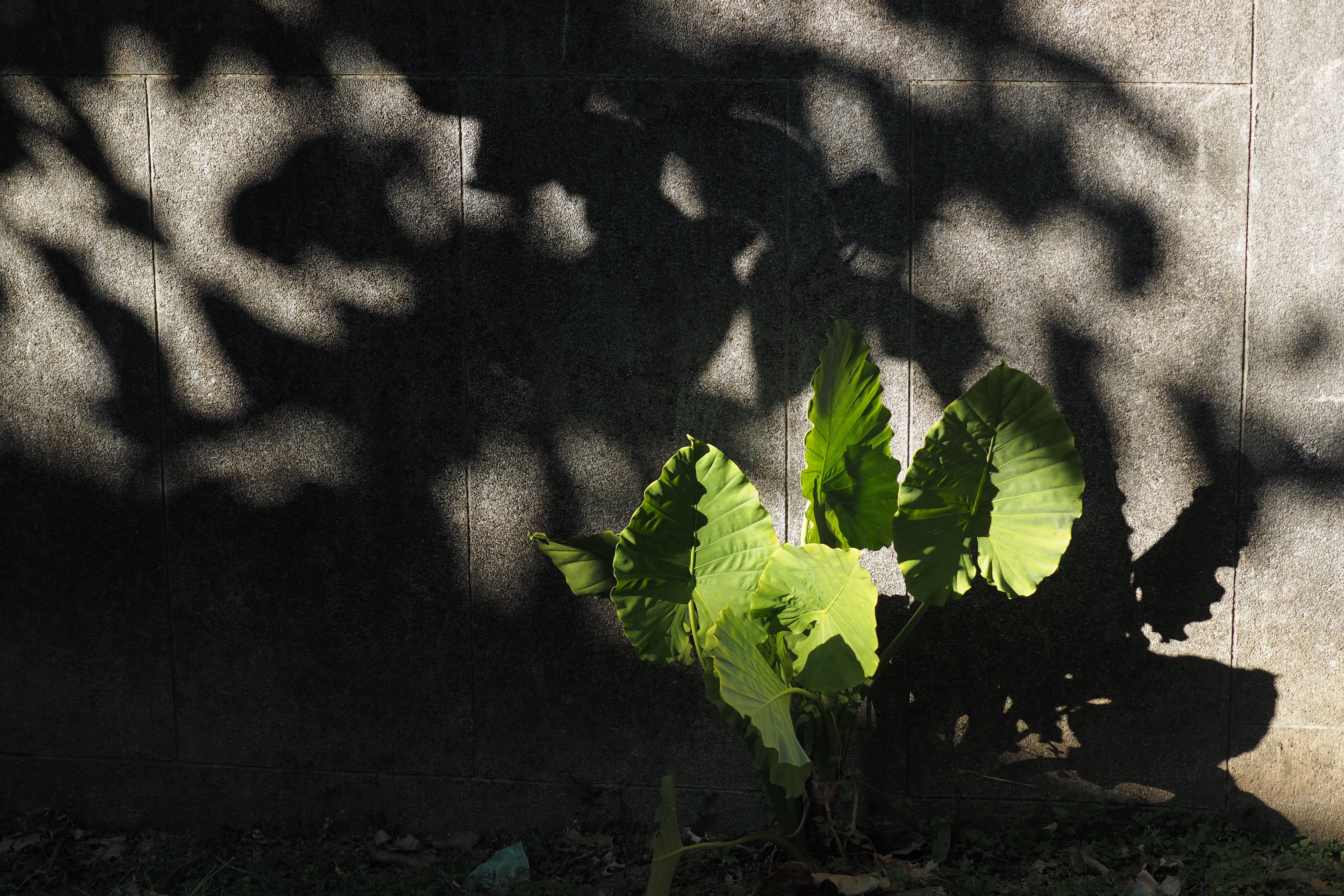 wall, outdoors, leaf, land, plant part, beauty in nature, nature, dirt, freshness, leaves, no people, near, taro, day, wall - building feature, 4K, close-up, HD Wallpaper