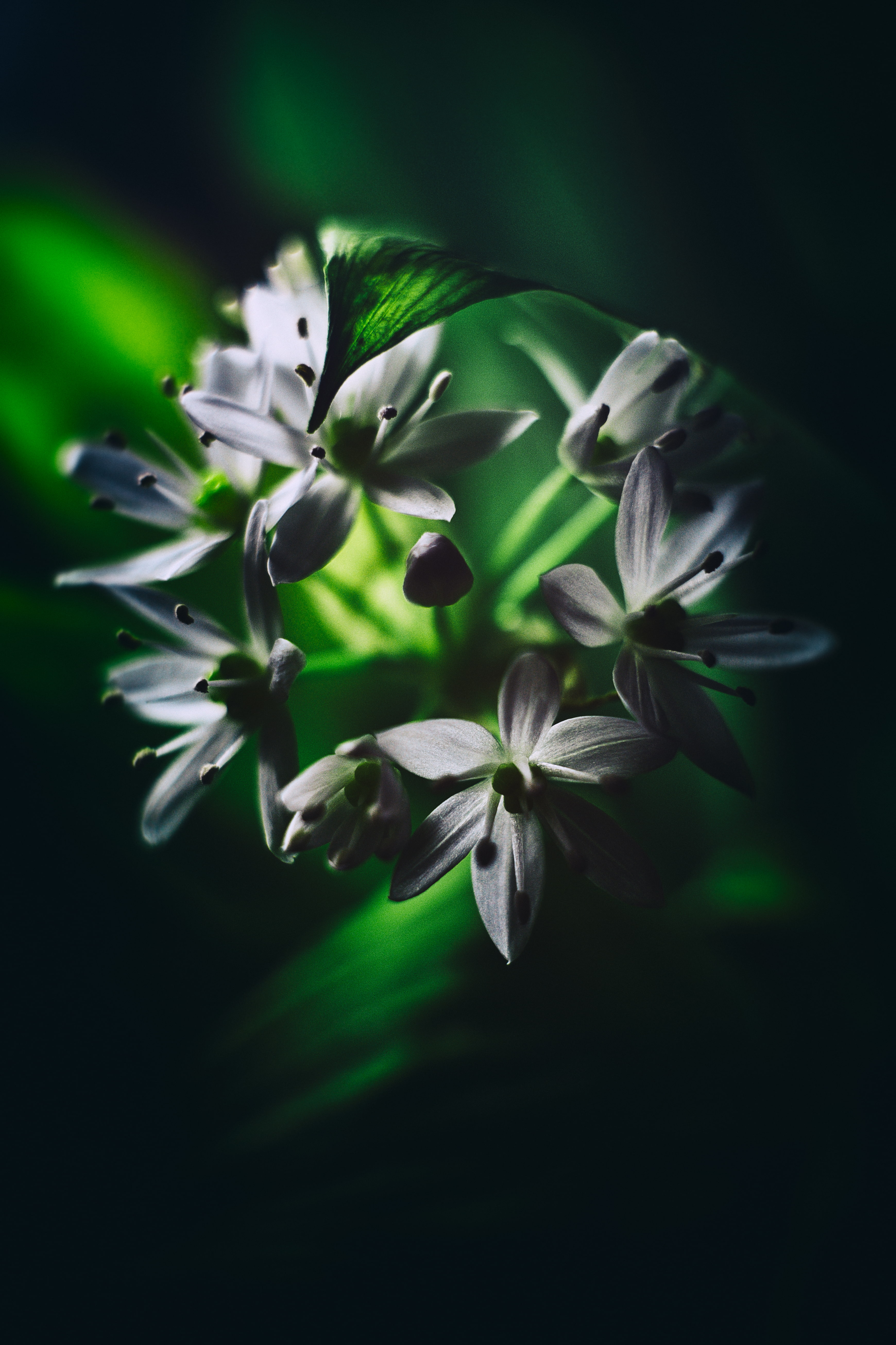 flowers, flowering, 5K, macro, leaves, ramson, Phone HD Wallpaper