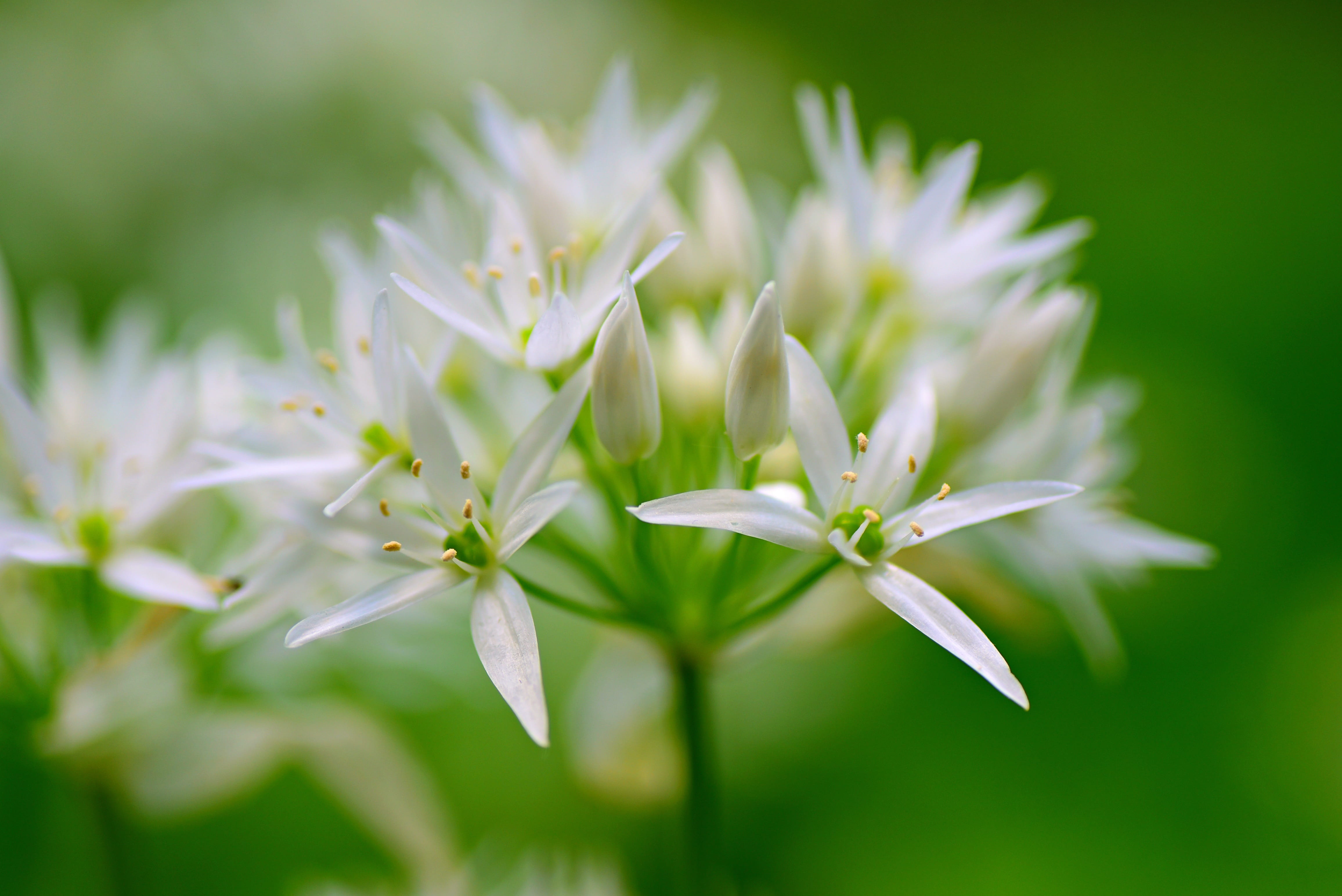 growth, flowering plant, freshness, white color, fragility, herb, allium ursinum, focus on foreground, outdoors, selective focus, vulnerability, plant, HD Wallpaper