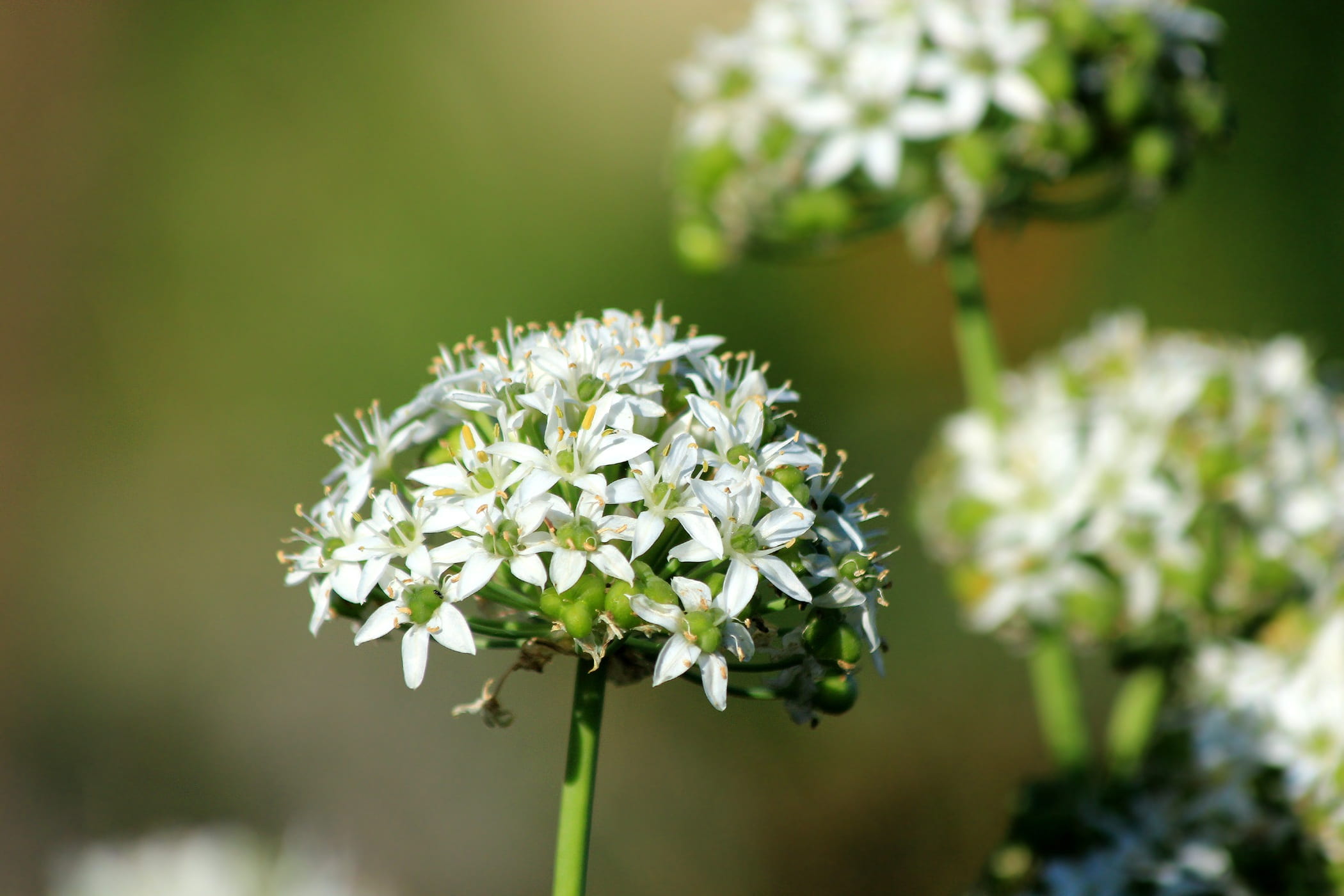 green color, inflorescence, freshness, no people, bear bow, outdoors, white, plant, flower head, focus on foreground, fragility, nature, flower, bunch of flowers, HD Wallpaper
