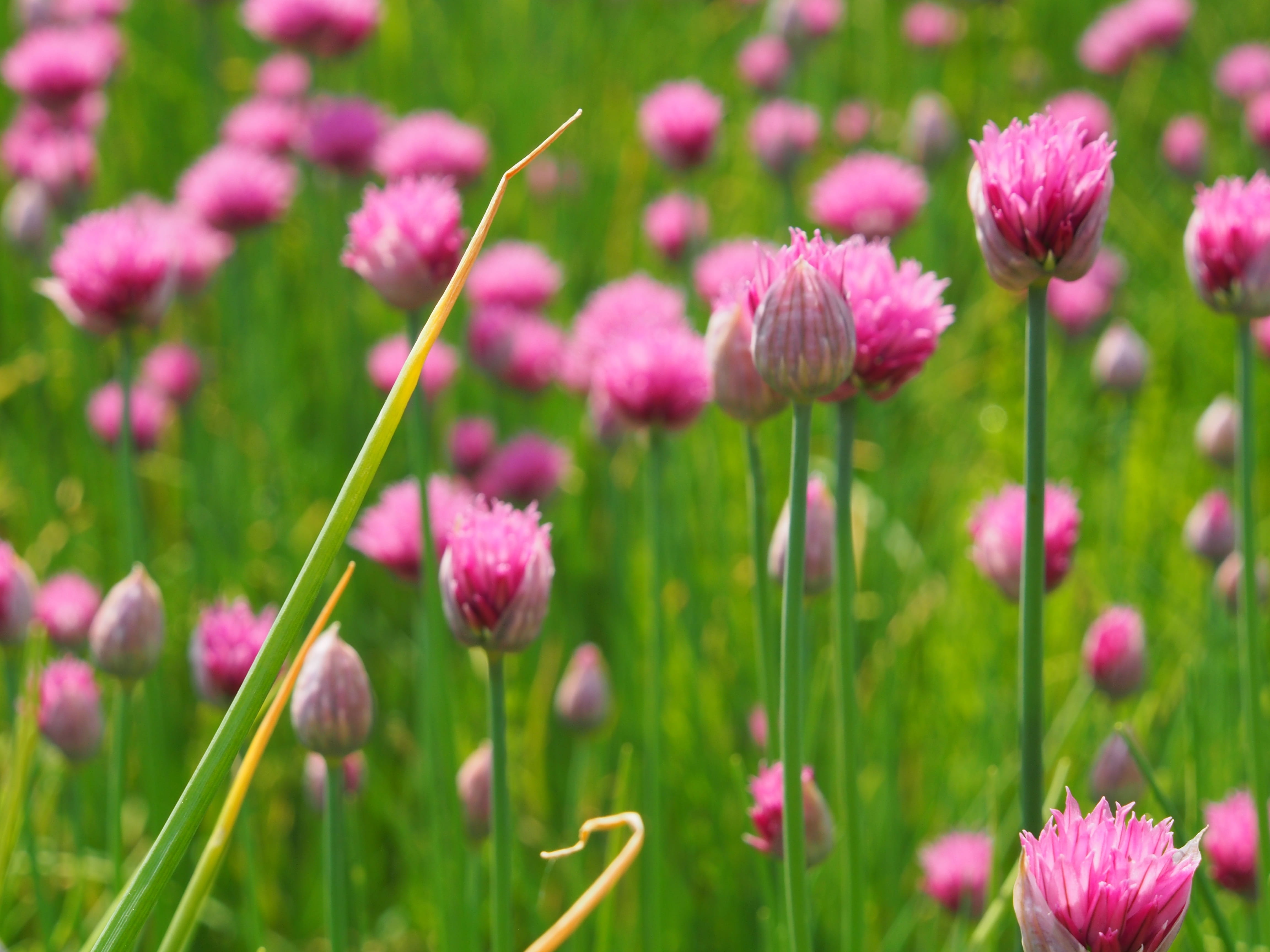 clover, fragility, outdoors, flowerbed, field, bio, 4K, nature, flower head, freshness, plant, power supply, herb, edible, healthy, springtime, close-up, HD Wallpaper