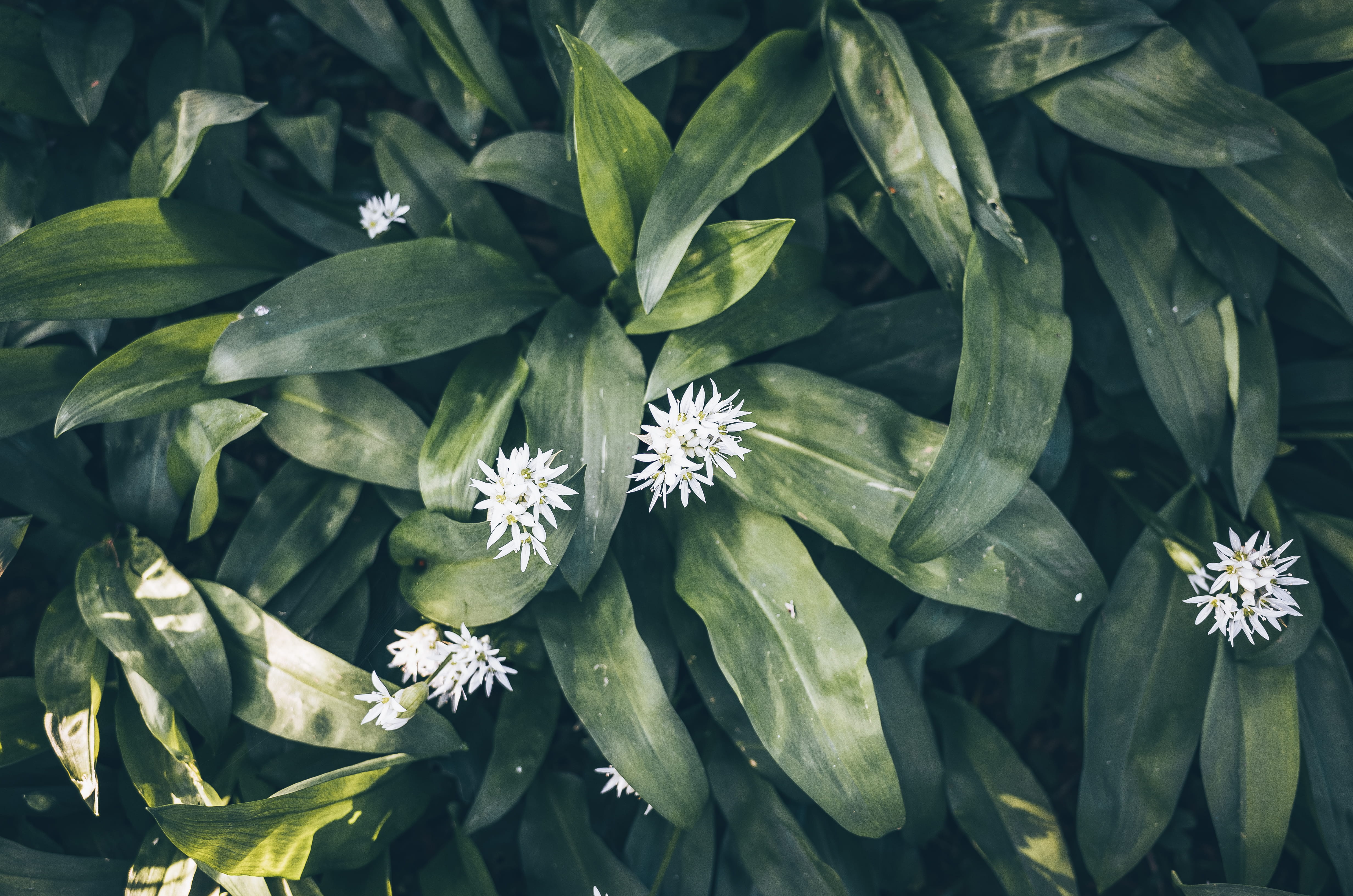 plants, wood garlic, fragility, devon, outdoors, flower head, high angle view, foliage, beauty in nature, no people, ramsons, forest, petal, uk, 4K, inflorescence, HD Wallpaper