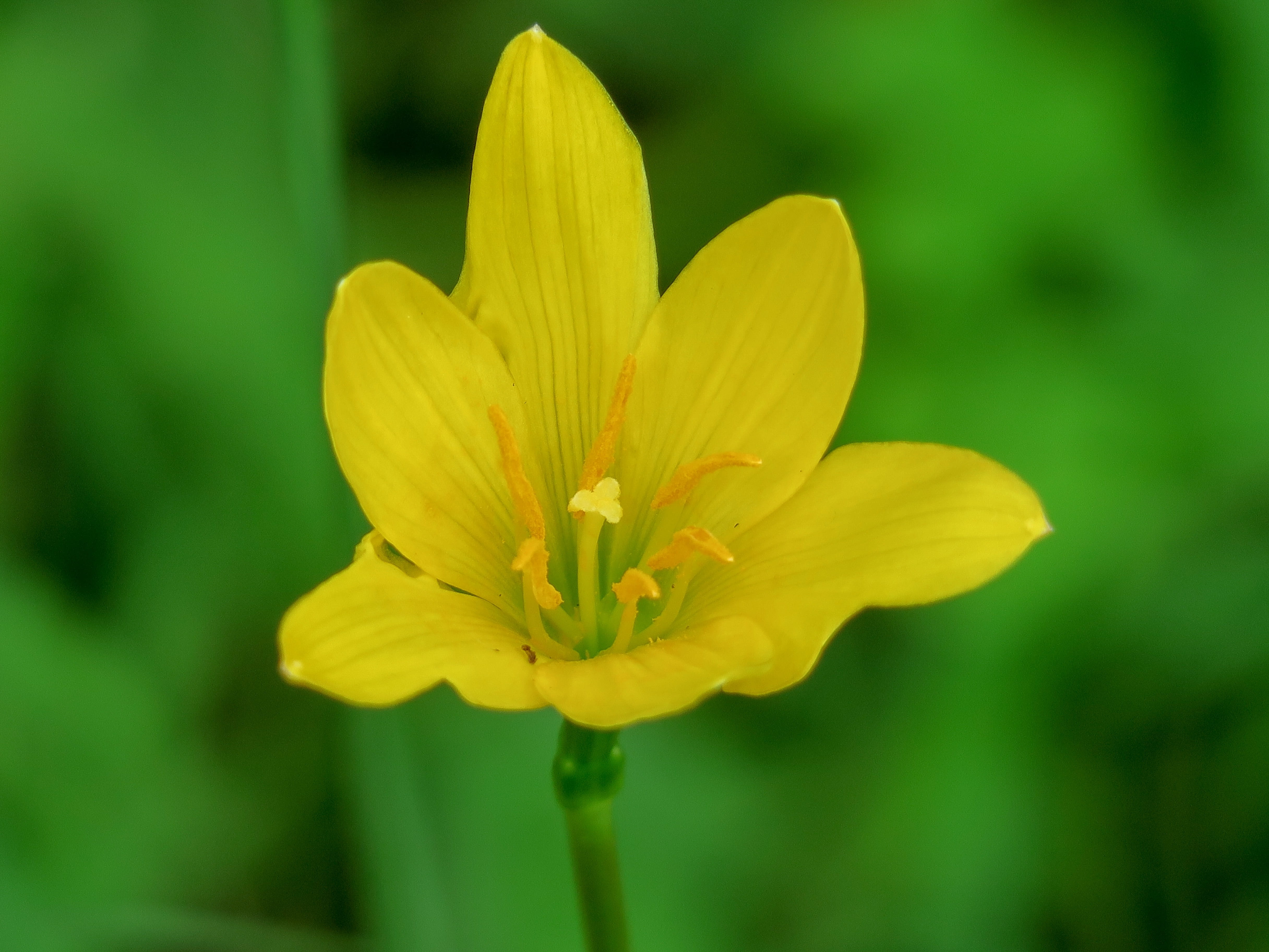 close-up, atamasco, herbaceous, stormy blue, yellow, flowering plant, inflorescence, vulnerability, flower head, pollen, rain lily, botany, leek orchid, HD Wallpaper