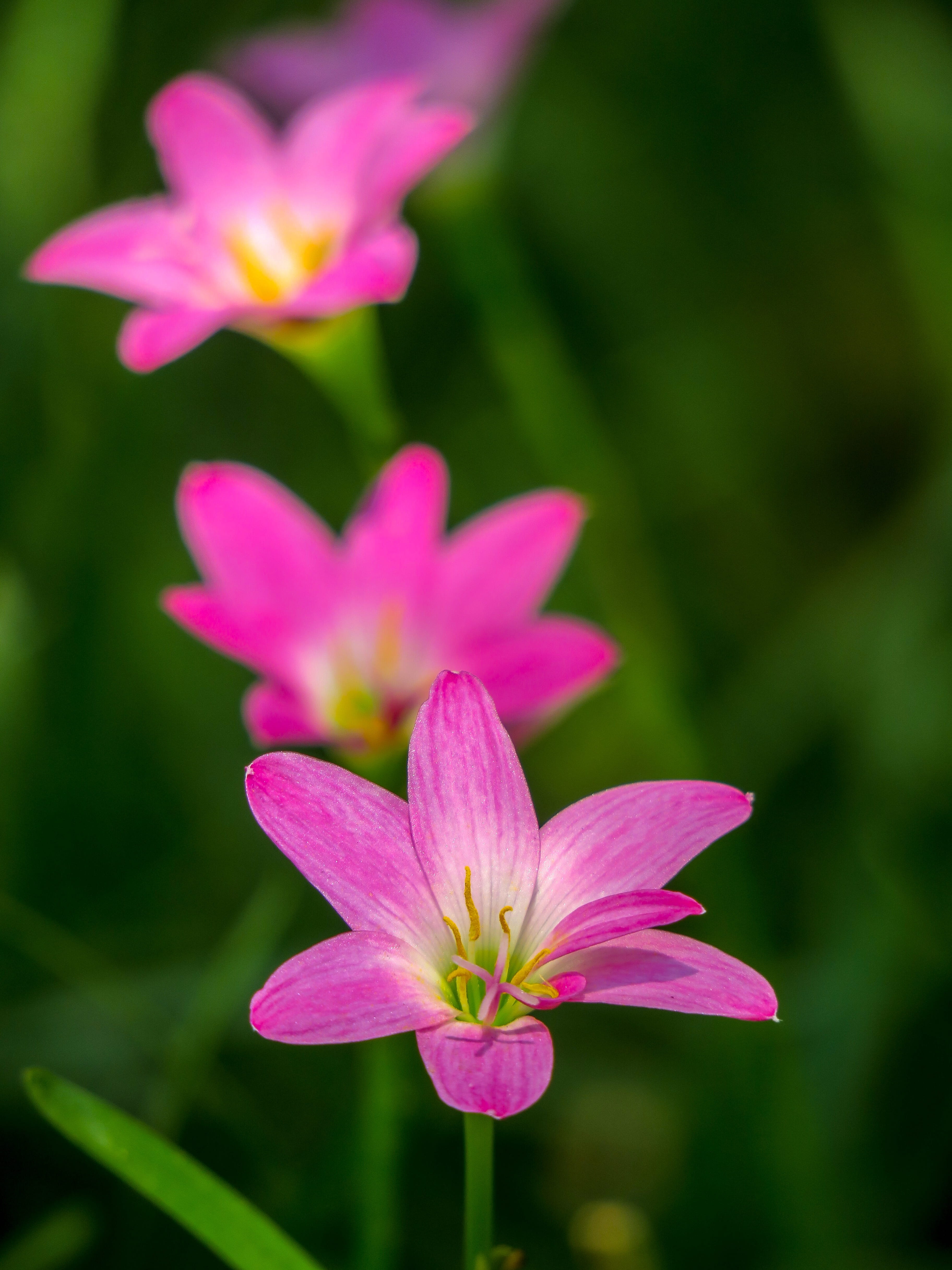 rain, onion blue, focus on foreground, chuang 蓮, inflorescence, selective focus, flower, pink red, atamasco, rain lily, growth, green, petal, vulnerability, Phone HD Wallpaper