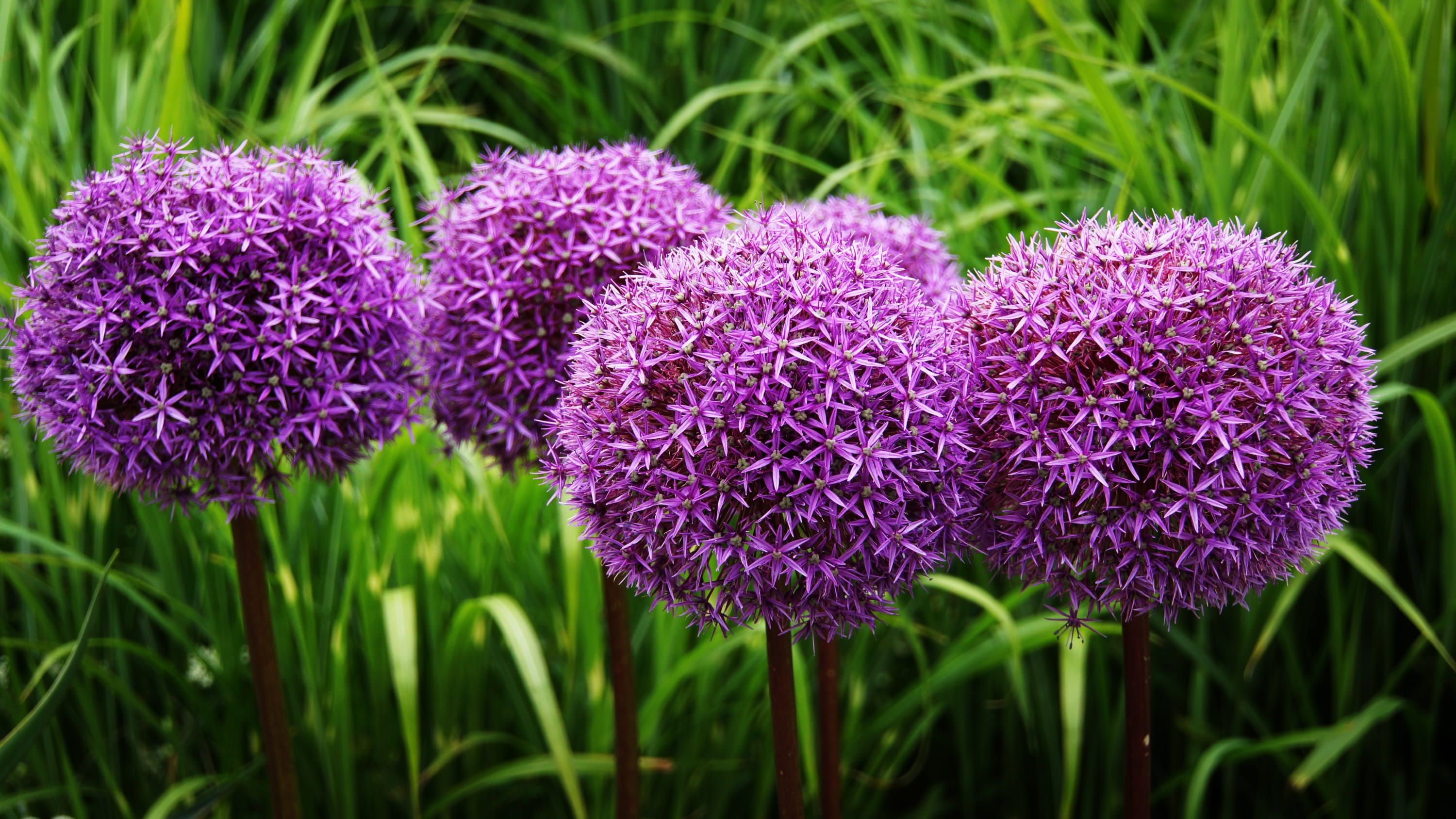 growth, 2K, ornamental onion, land, vulnerability, day, fragility, flowerbed, focus on foreground, bloom, purple, flower ball, nature, springtime, petal, HD Wallpaper