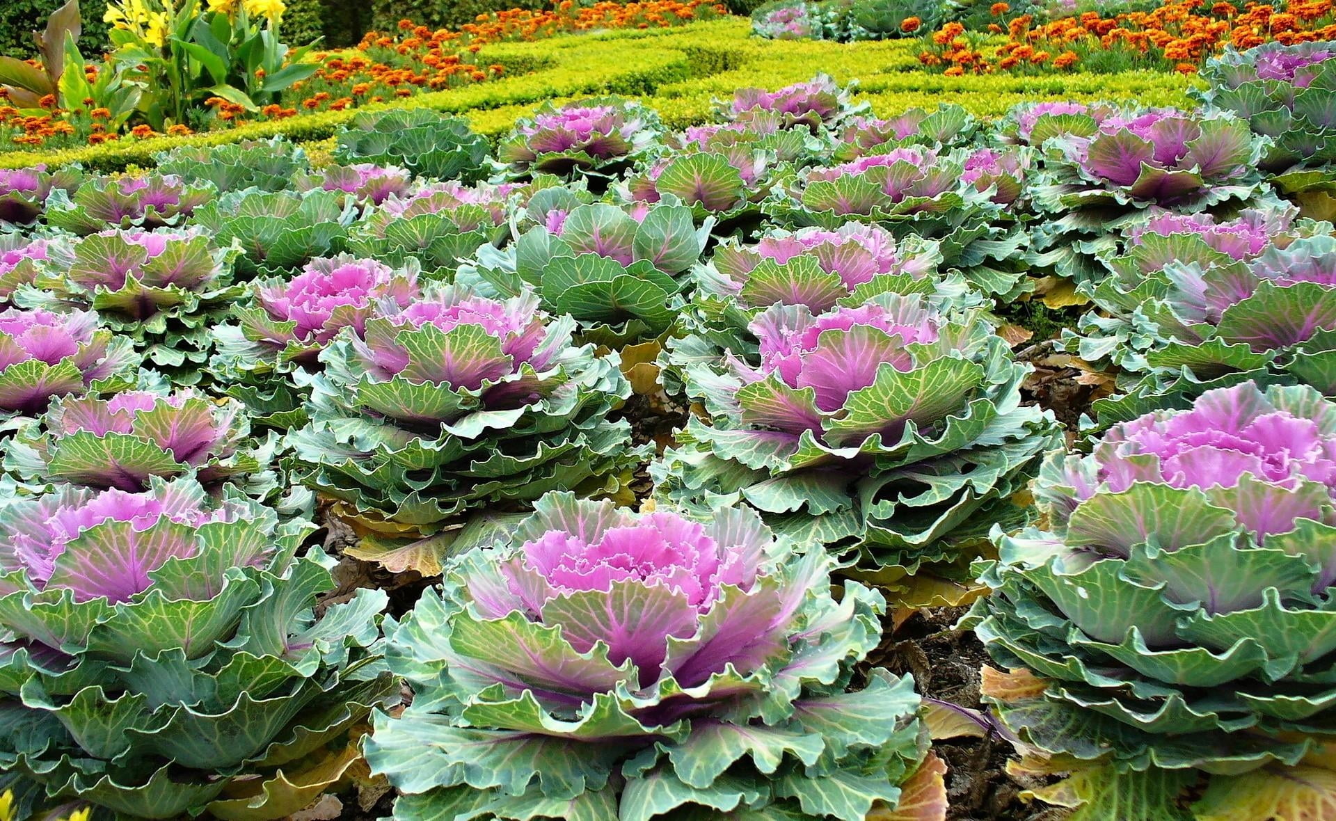 close-up, backgrounds, beauty in nature, no people, green Color, farm, flowering plant, day, pink color, plant part, plant, nature, lettuce, high angle view, HD Wallpaper