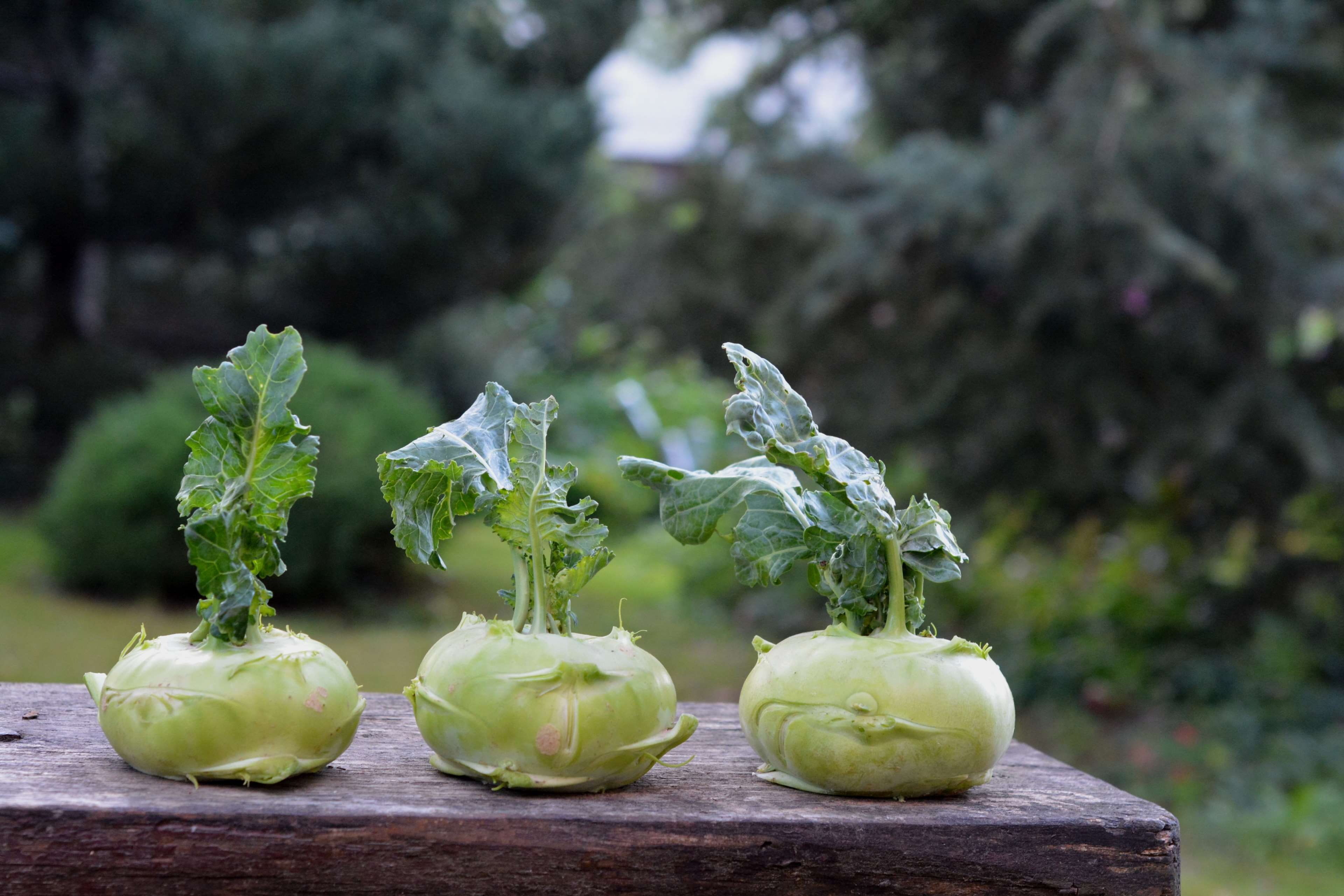 green color, vegetable, focus on foreground, front or back yard, food and drink, vegetables, leaf, kalarepka, freshness, plant, nature, day, wood - material, HD Wallpaper