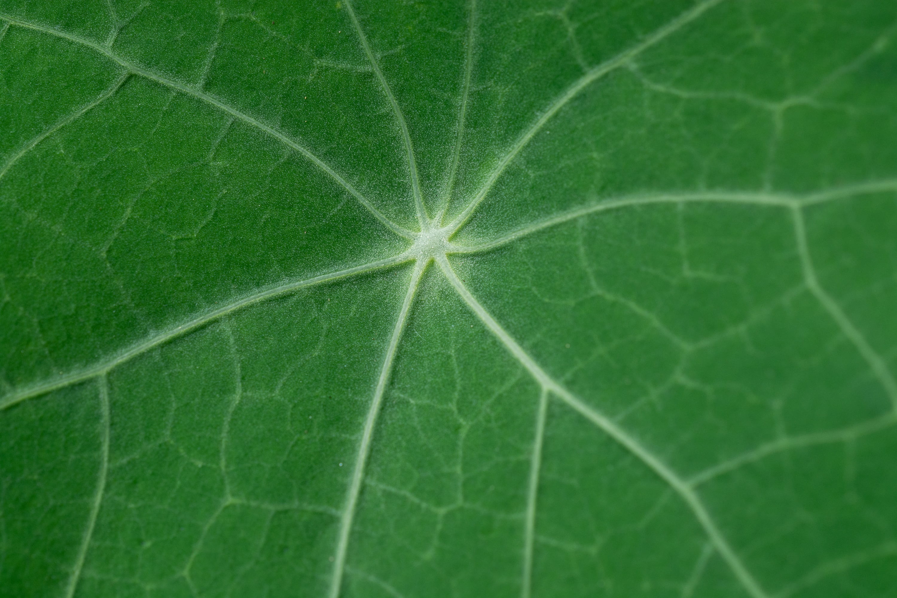 high angle view, close-up, textured, outdoors, leaf veins, no people, leaf, plant, green leaf, pattern, freshness, nature, kohlrabi leaf, beauty in nature, HD Wallpaper