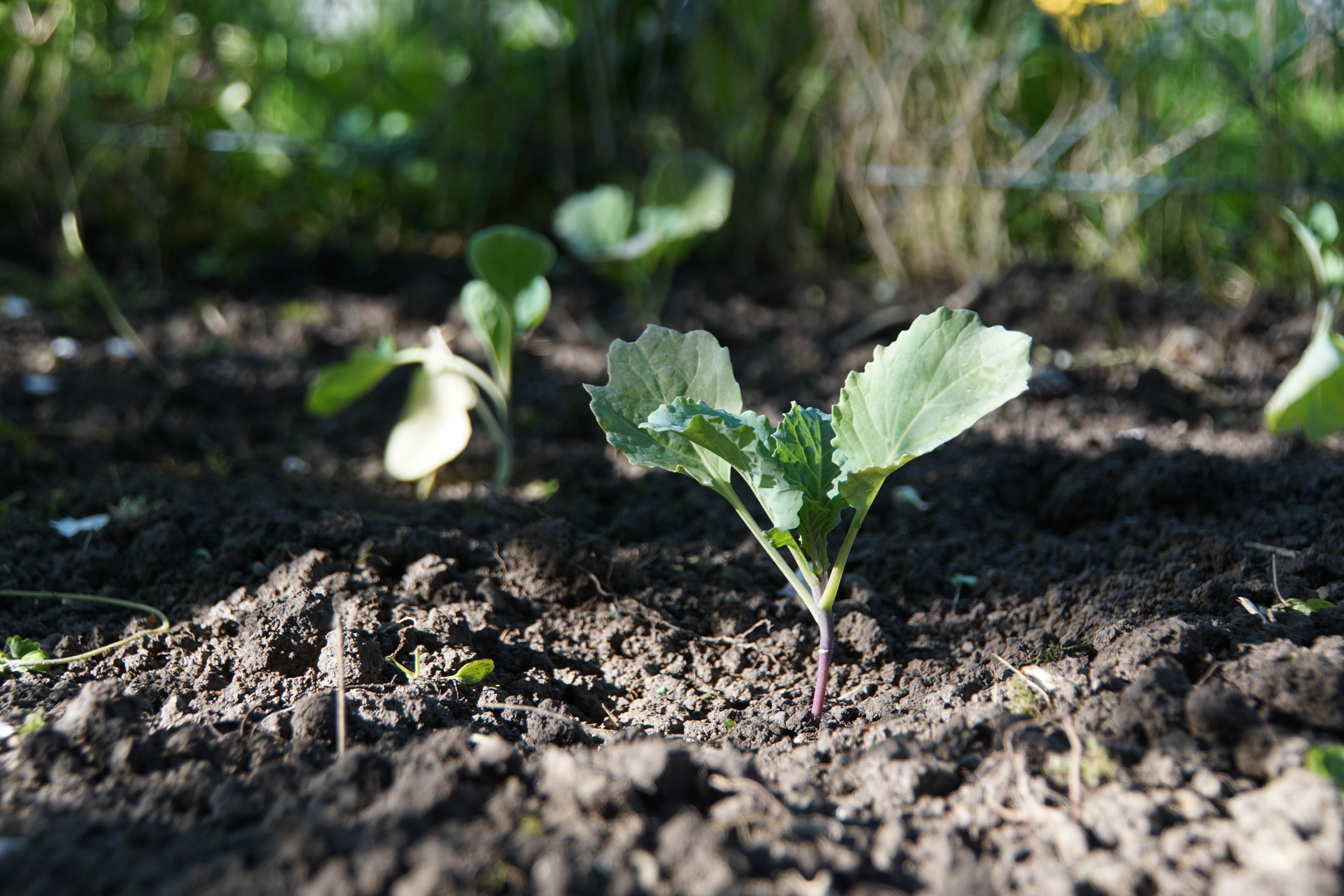 frisch, food and drink, nature, small, green color, plant, field, land, agriculture, plant part, freshness, plantation, vegetable plant, kohlrabi, 5K, HD Wallpaper