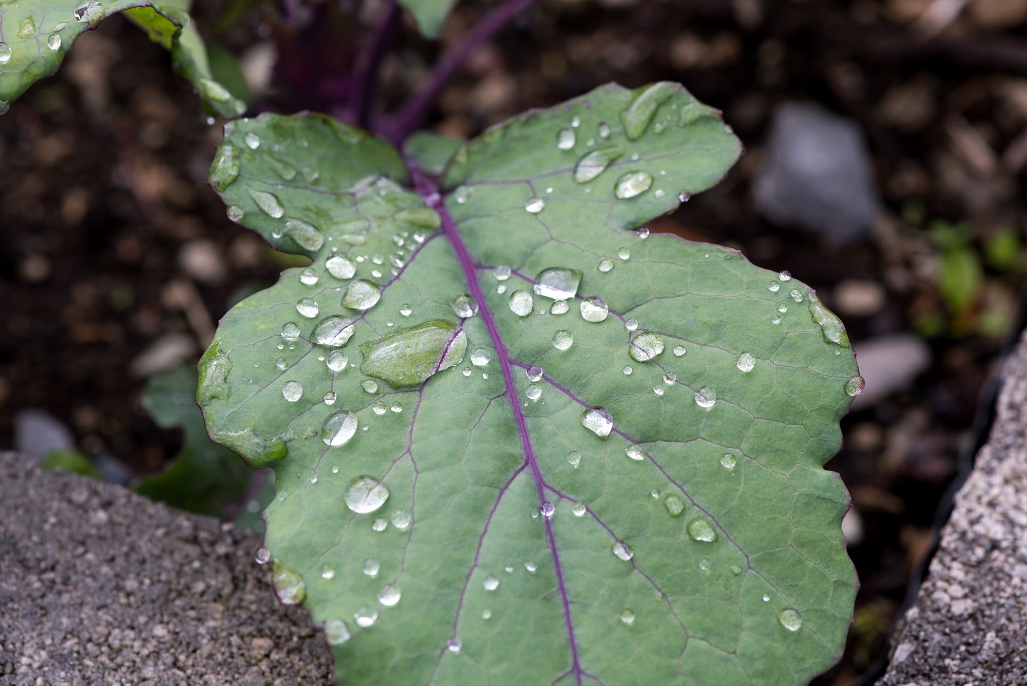 no people, green leaf, raindrop, vegetable garden, wet, rainy weather, beauty in nature, purity, outdoors, focus on foreground, plant part, kohlrabi leaf, HD Wallpaper