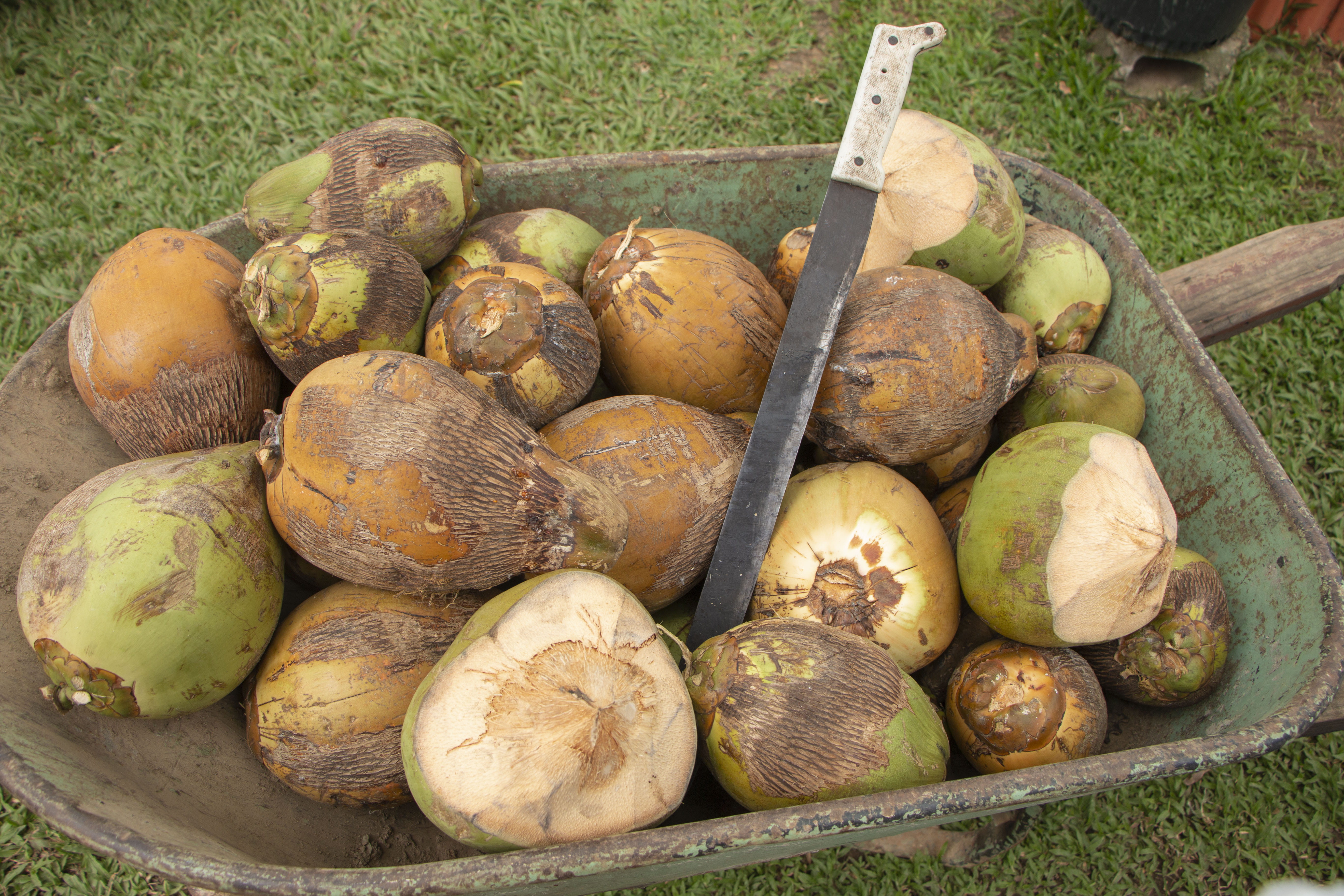 outdoors, 5K, agriculture, food, cabbage, wellbeing, squash, pumpkin, coconut, fruit, container, healthy eating, kohlrabi, turnip, bread, produce, harvesting, HD Wallpaper