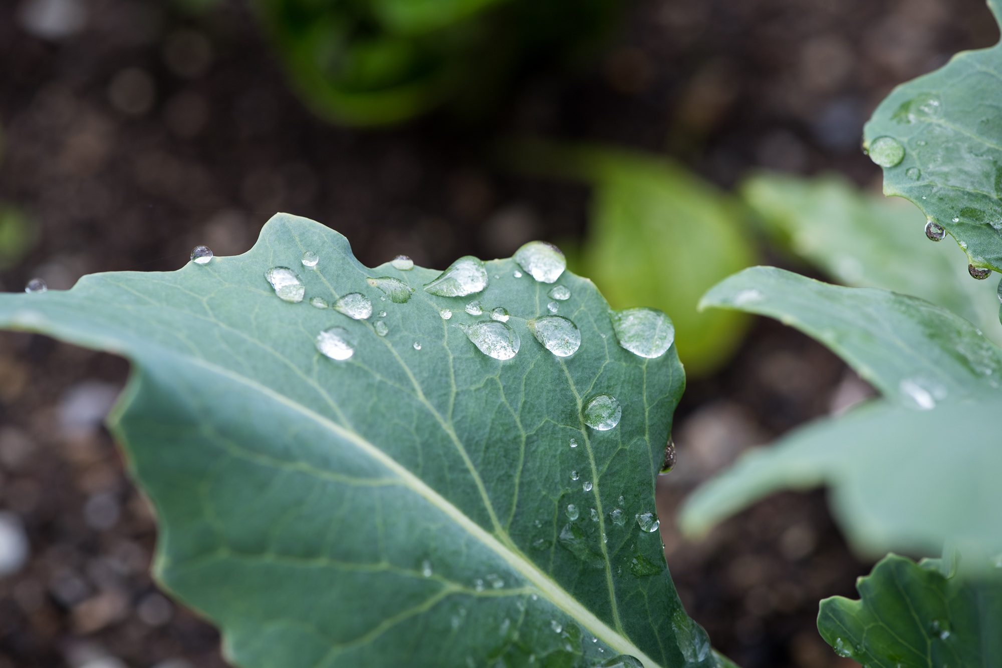 beauty in nature, raindrop, freshness, fragility, vegetable garden, rainy season, growth, focus on foreground, close-up, nature, green leaf, outdoors, day, HD Wallpaper