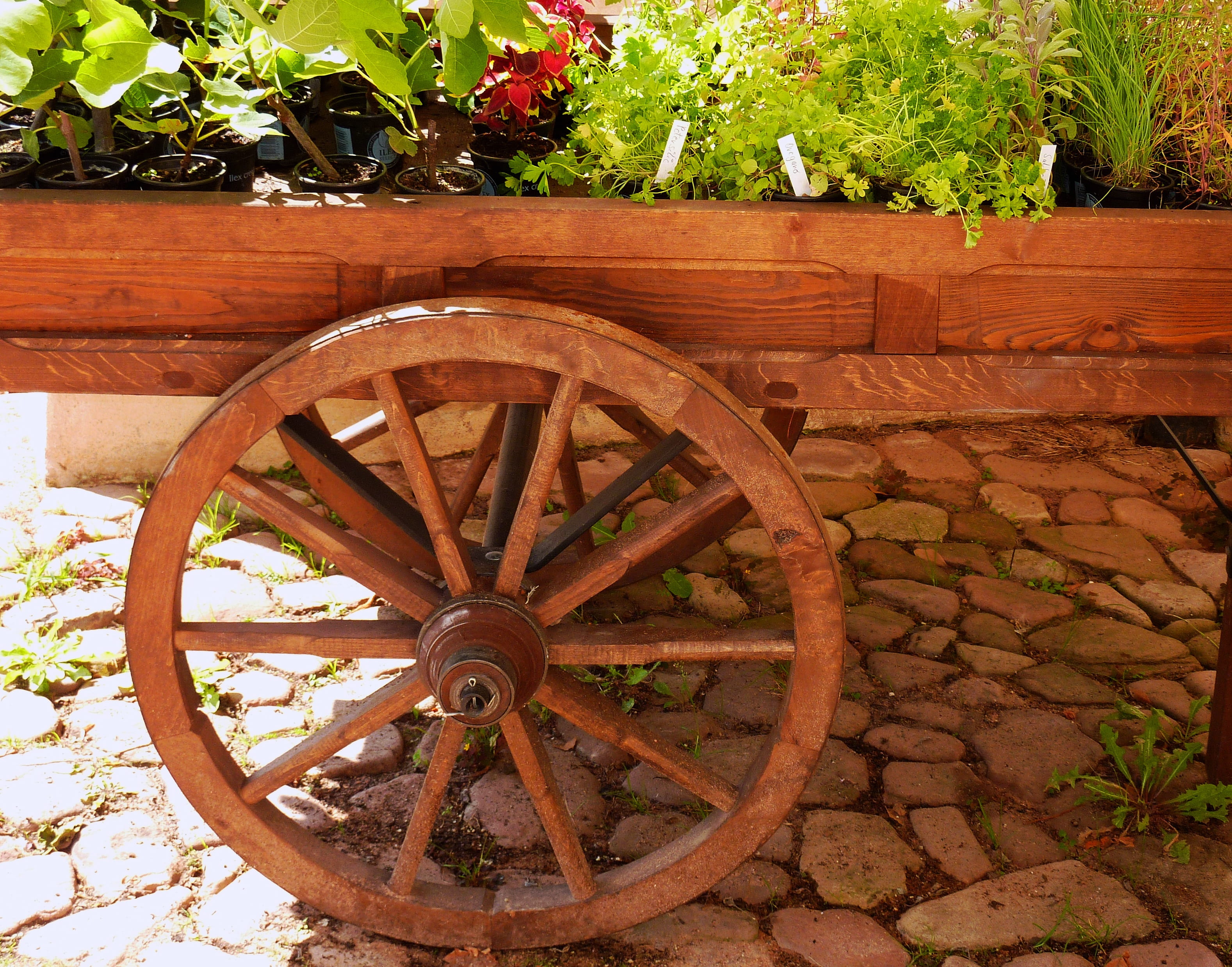 wheel, tree, day, nutrition, wagon wheel, stone wall, kitchen herb, old-fashioned, transportation, no people, soup greens, nature, Celery, plant, parsley, HD Wallpaper