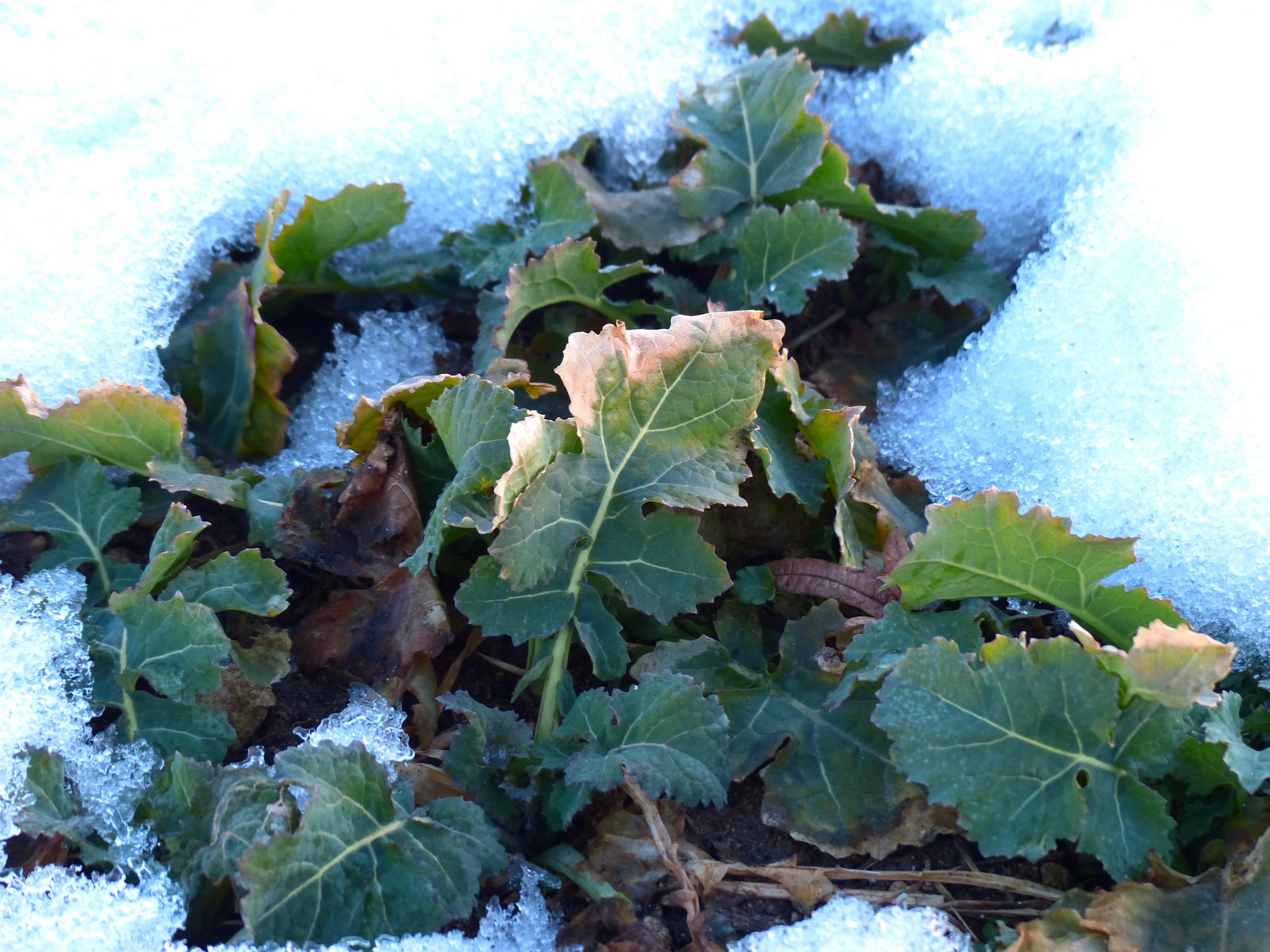 ground, kohl, snow, plant, winter, white cabbage, herb, winterfrucht, plant part, vegetables, brassicaceae, outdoors, high angle view, fodder plant, vegetable growing, HD Wallpaper