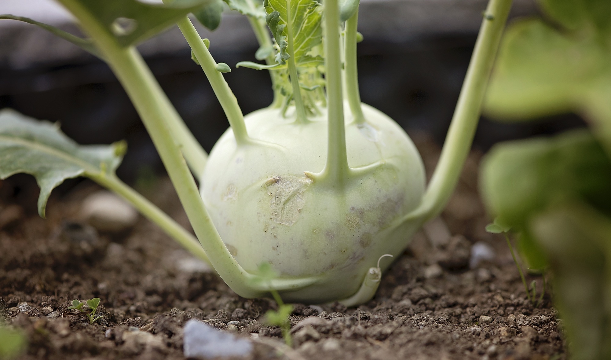 growth, vegetable plant, healthy eating, plant, wellbeing, plant part, kohlrabi, day, vitamins, close-up, agriculture, no people, dirt, gardening, field, HD Wallpaper