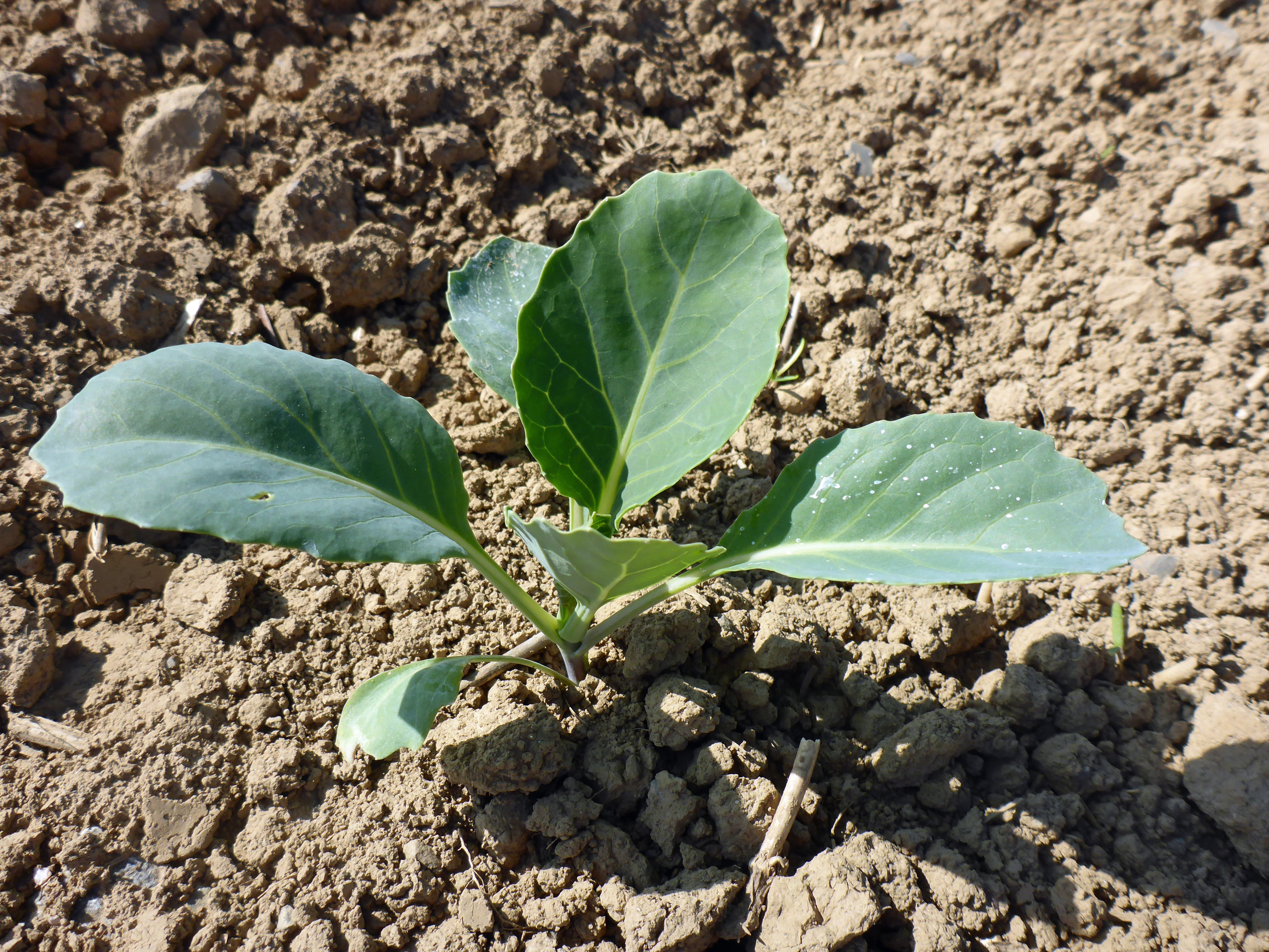 young, eat, frisch, plant part, green, close-up, freshness, green color, land, day, outdoors, no people, plug, vitamins, leaves, vegetables, bed, 4K, cultivation, HD Wallpaper