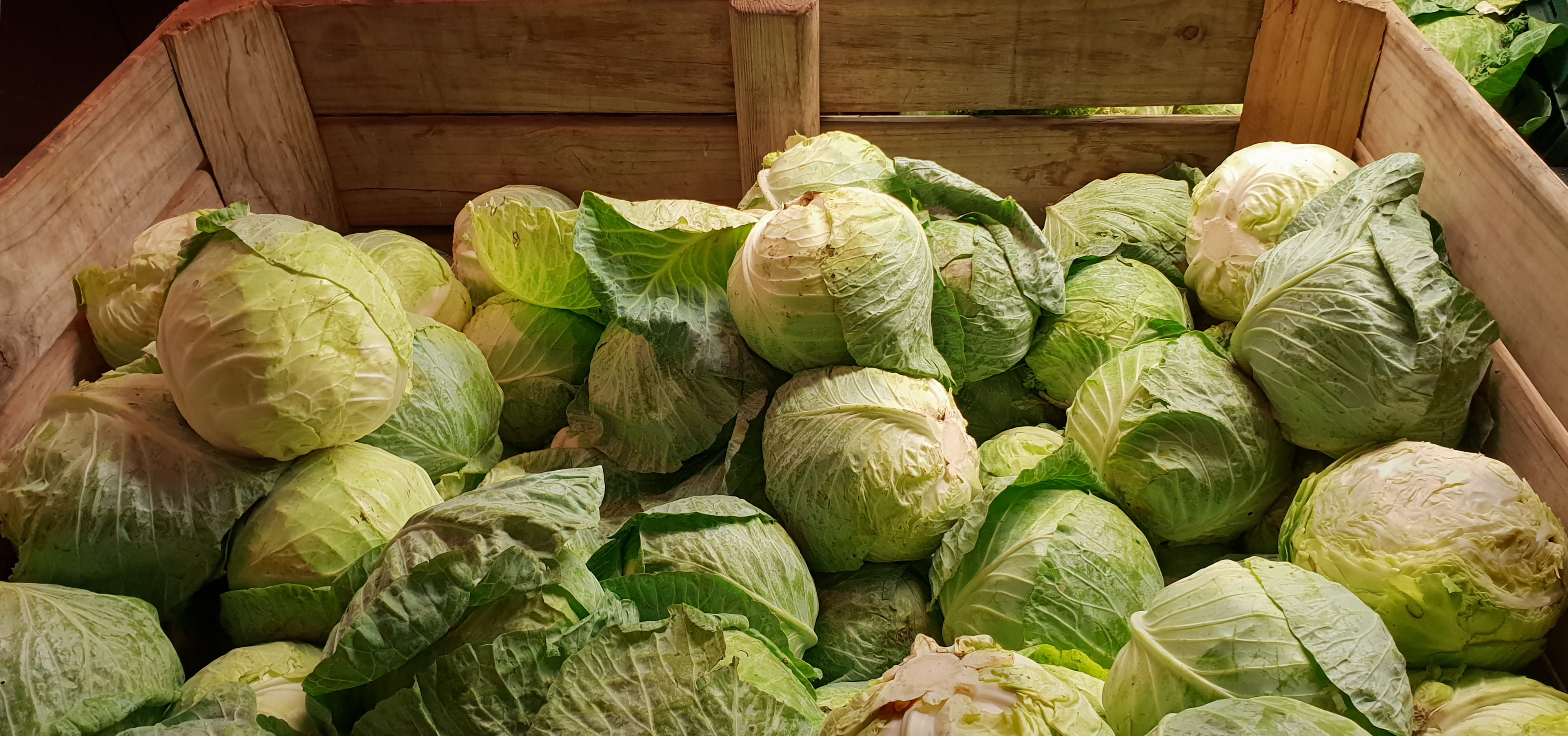 food, no people, freshness, cape town, plant, large group of objects, produce, container, potted plant, kohlrabi, high angle view, pasta, close-up, food and drink, HD Wallpaper