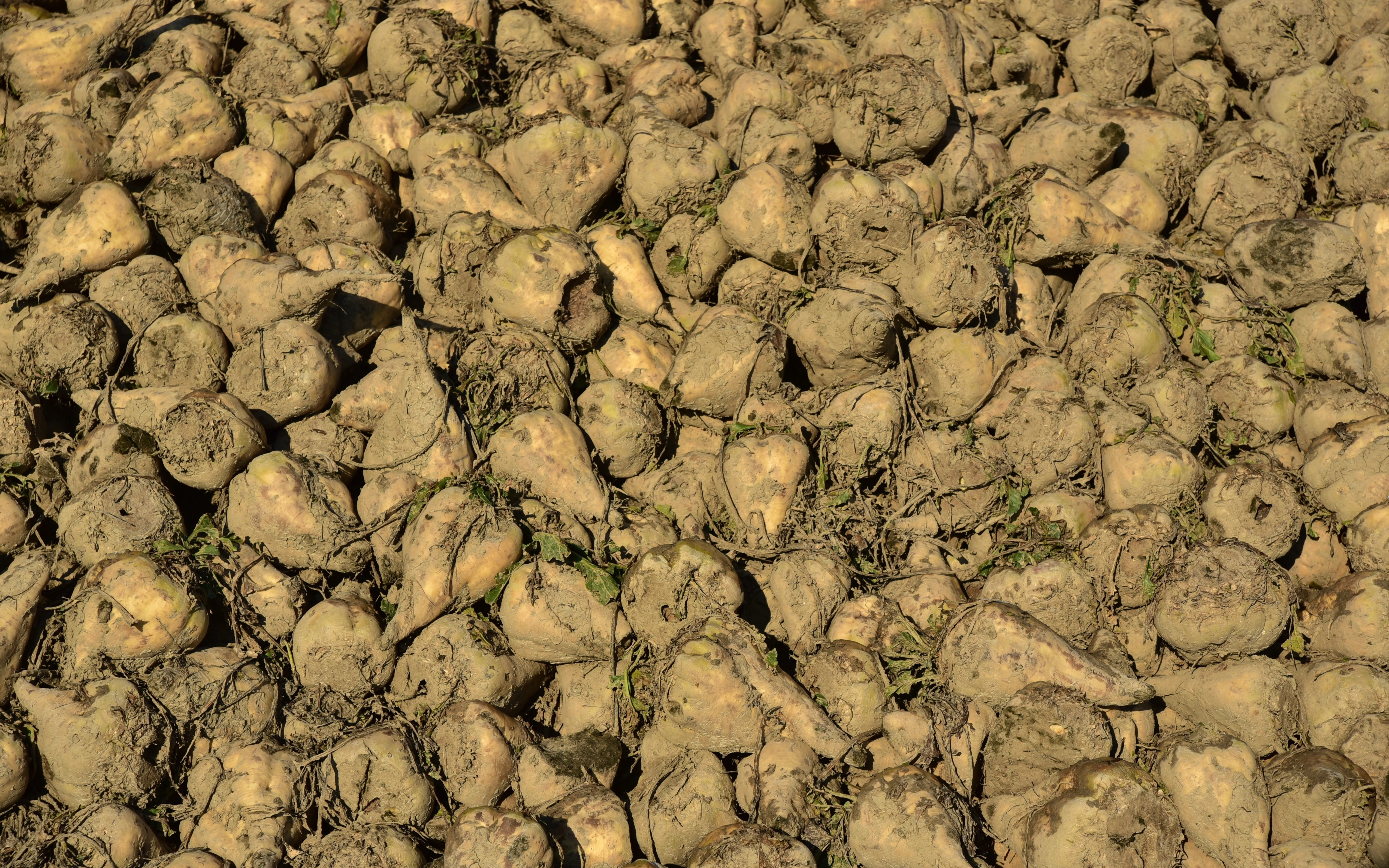 climate, dirt, no people, harvest, high angle view, ugly, sugar, textured, nature, environment, day, drought, land, arid climate, vegetables, dry, 5K, HD Wallpaper