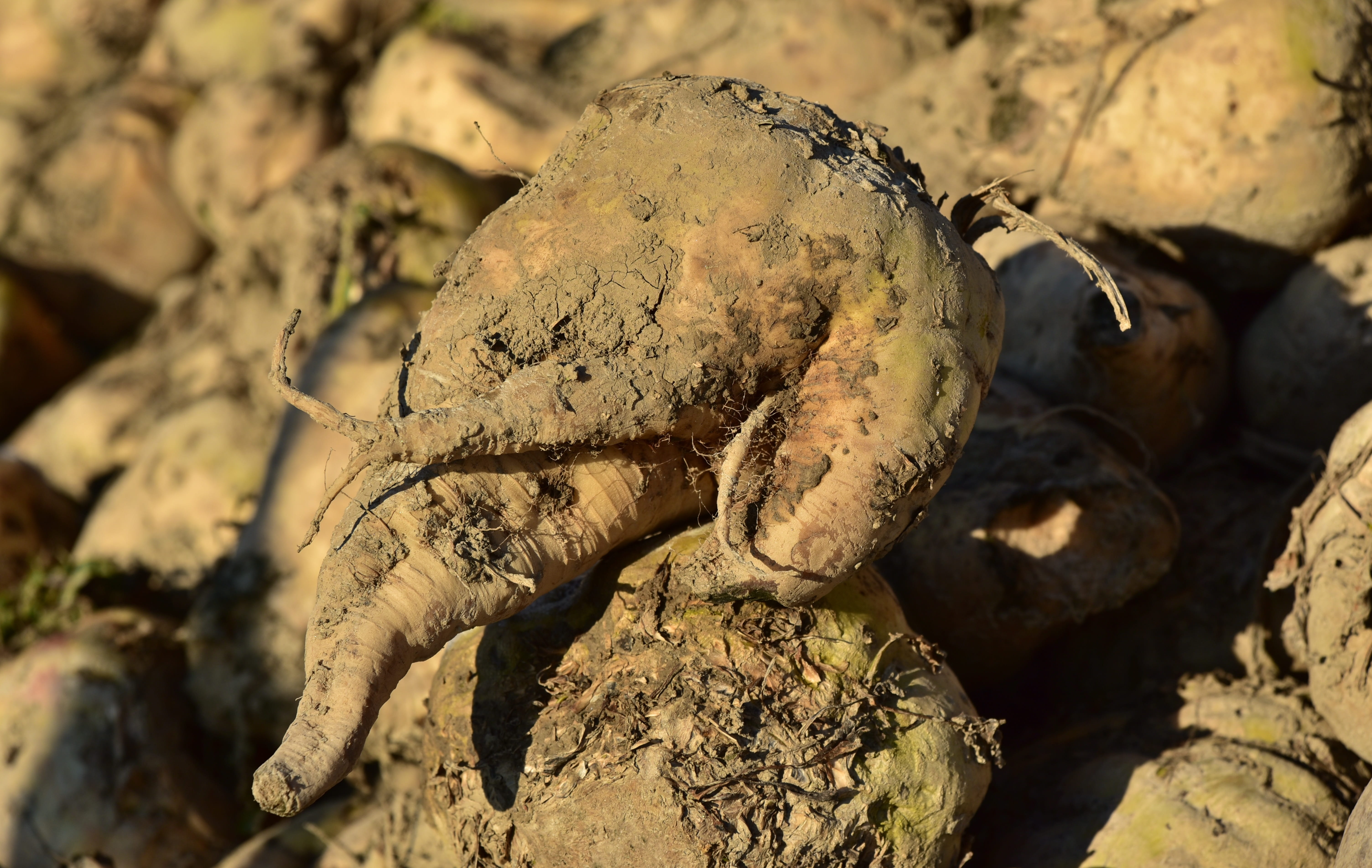 sugar, healthy eating, food and drink, food, close-up, one animal, root, no people, high angle view, animal themes, dirt, cultivation, animal, root vegetables, HD Wallpaper