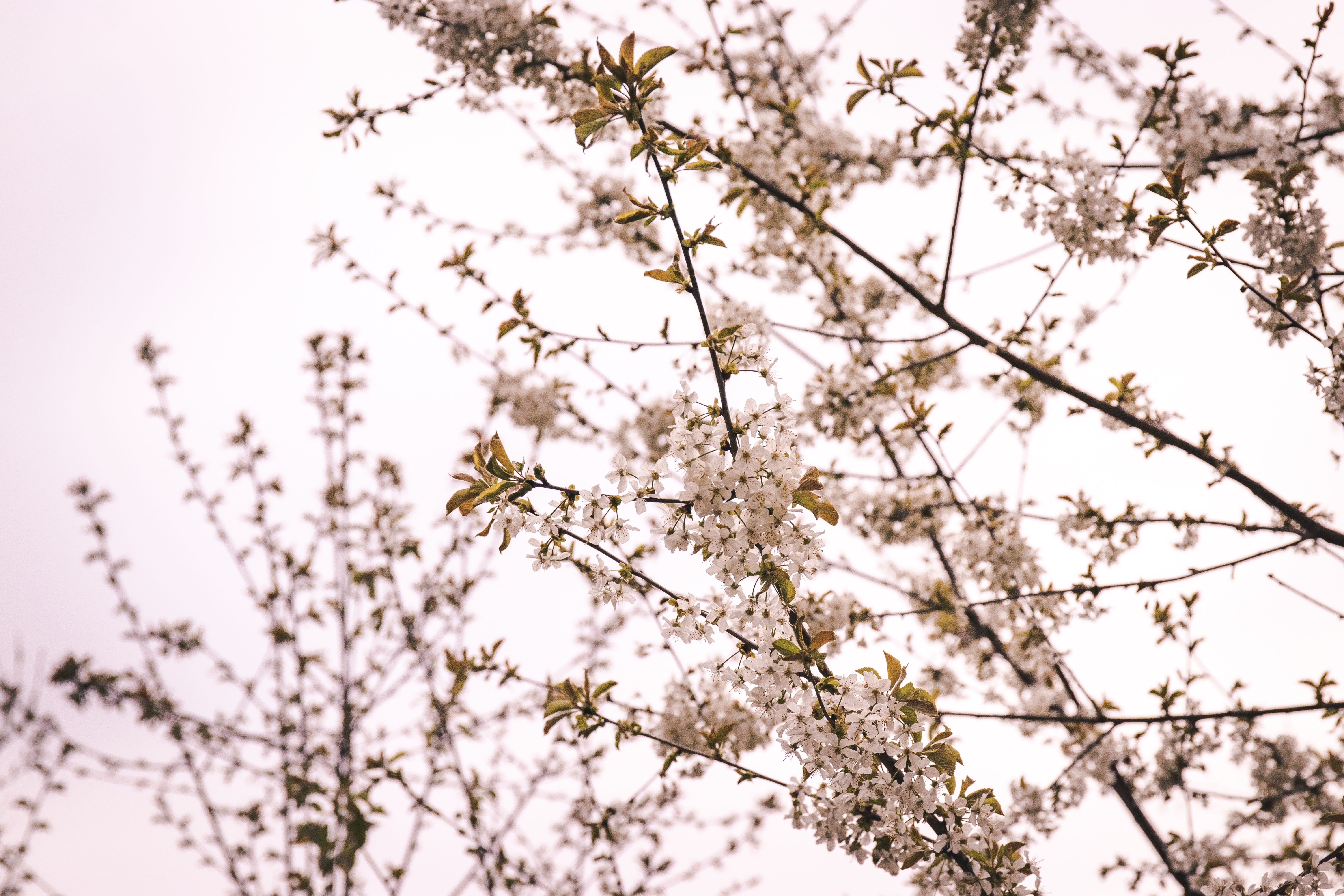 no people, blossom, flower, art, low angle view, hemp, produce, petal, branch, growth, ditch, flowers, sunflower, turnip, tranquility, cherry blossom, fragility, HD Wallpaper