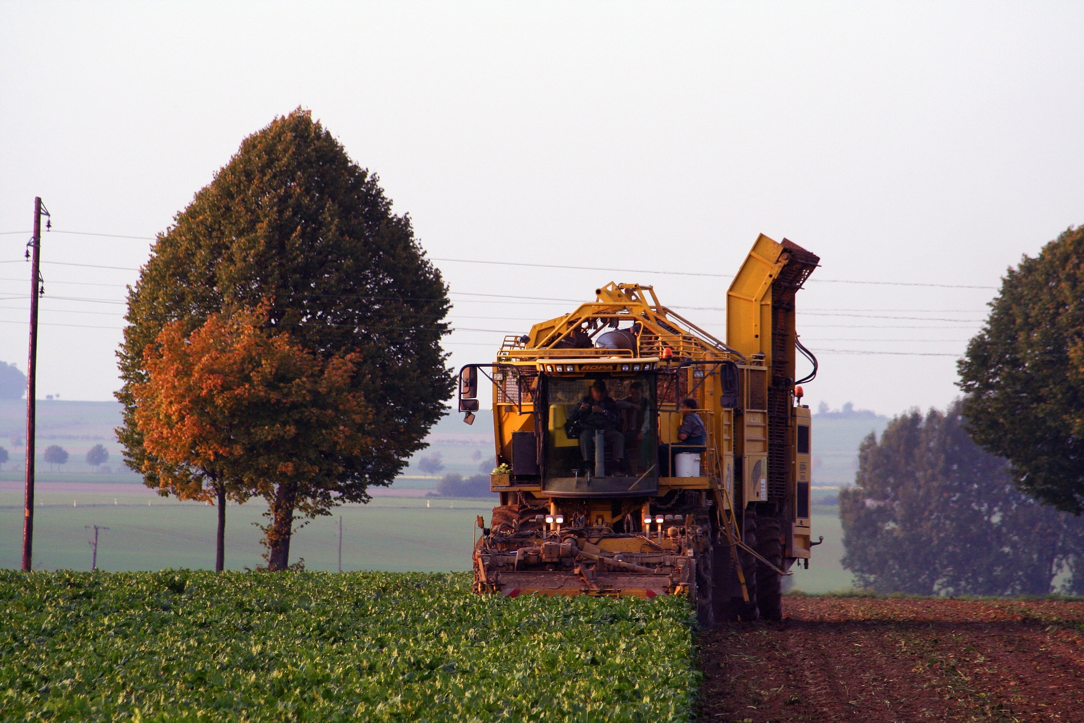 industry, beet diggers, clear sky, turnip, outdoors, harvest, autumn, growth, arable, nature, landscape, field, tree, rural scene, sugar beet, no people, HD Wallpaper