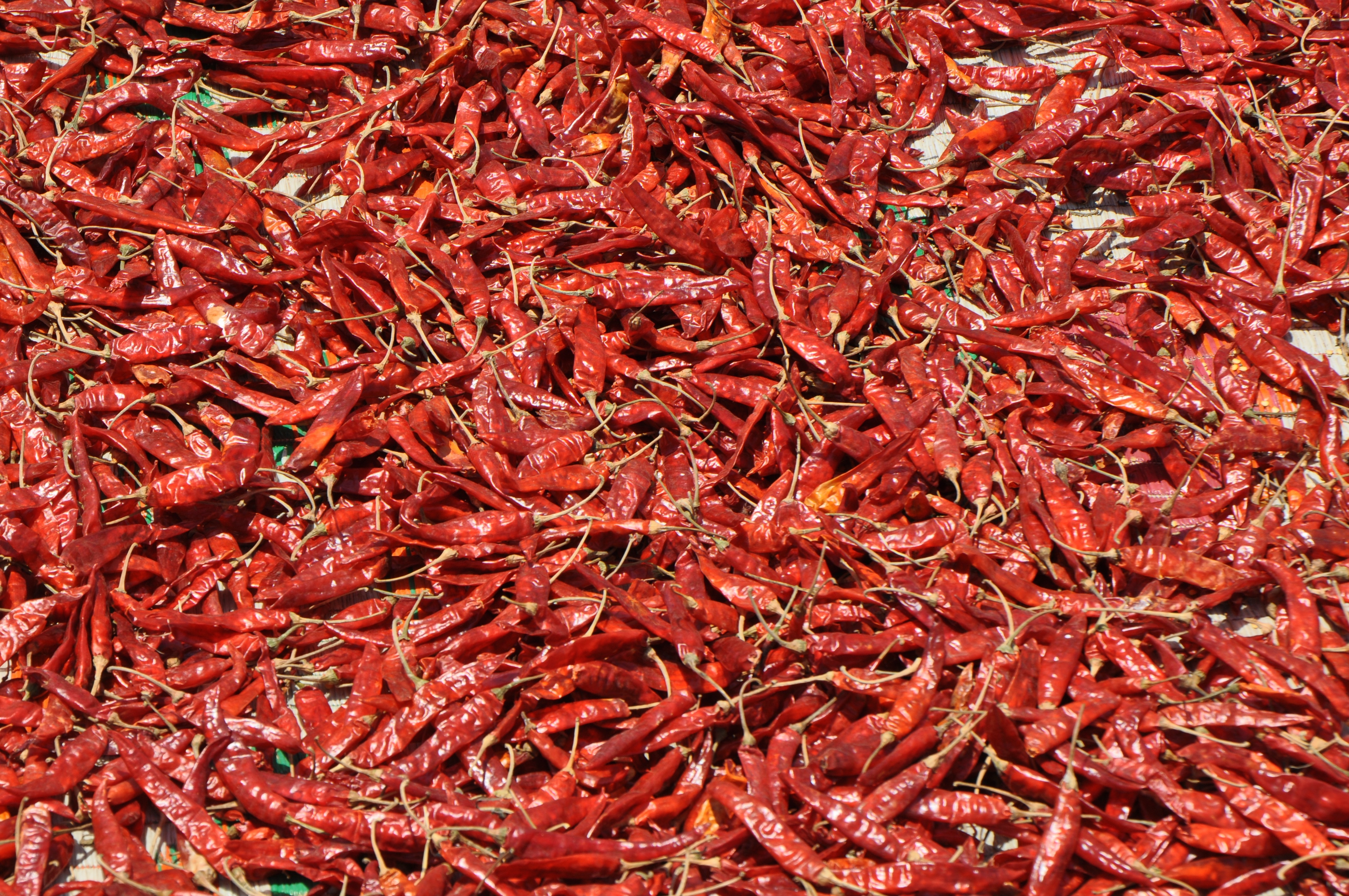 high angle view, directly above, full frame, vegetable, chili pepper, pepper, lot, abundance, crustacean, 4K, seafood, red, food, red chili pepper, hot, HD Wallpaper
