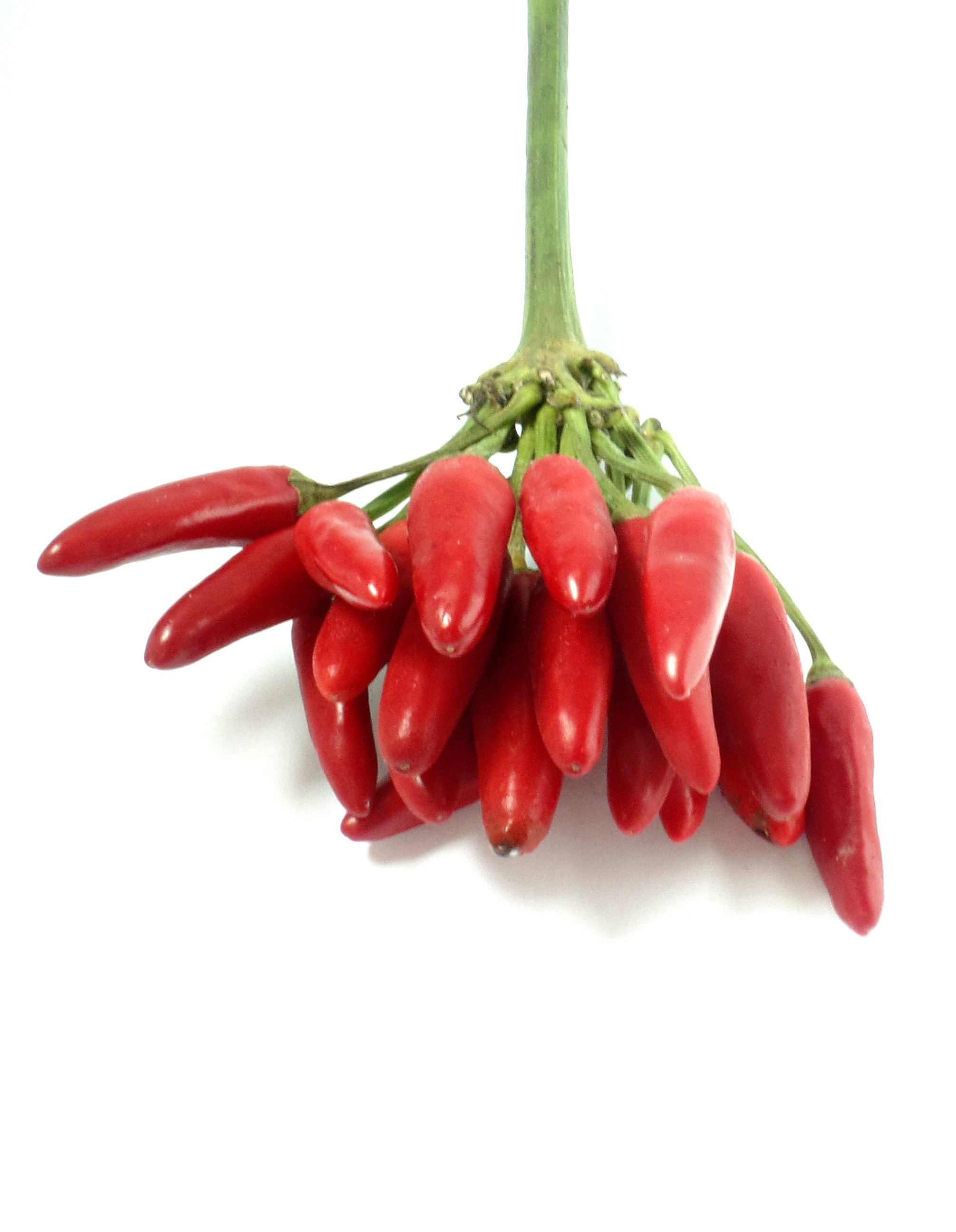 2K, healthy eating, fruity hot, sharp, bright, sharpness, vitamins, close, plant, chili peppers, red chili pepper, vegetable, nachtschattengewächs, chili pepper, Phone HD Wallpaper