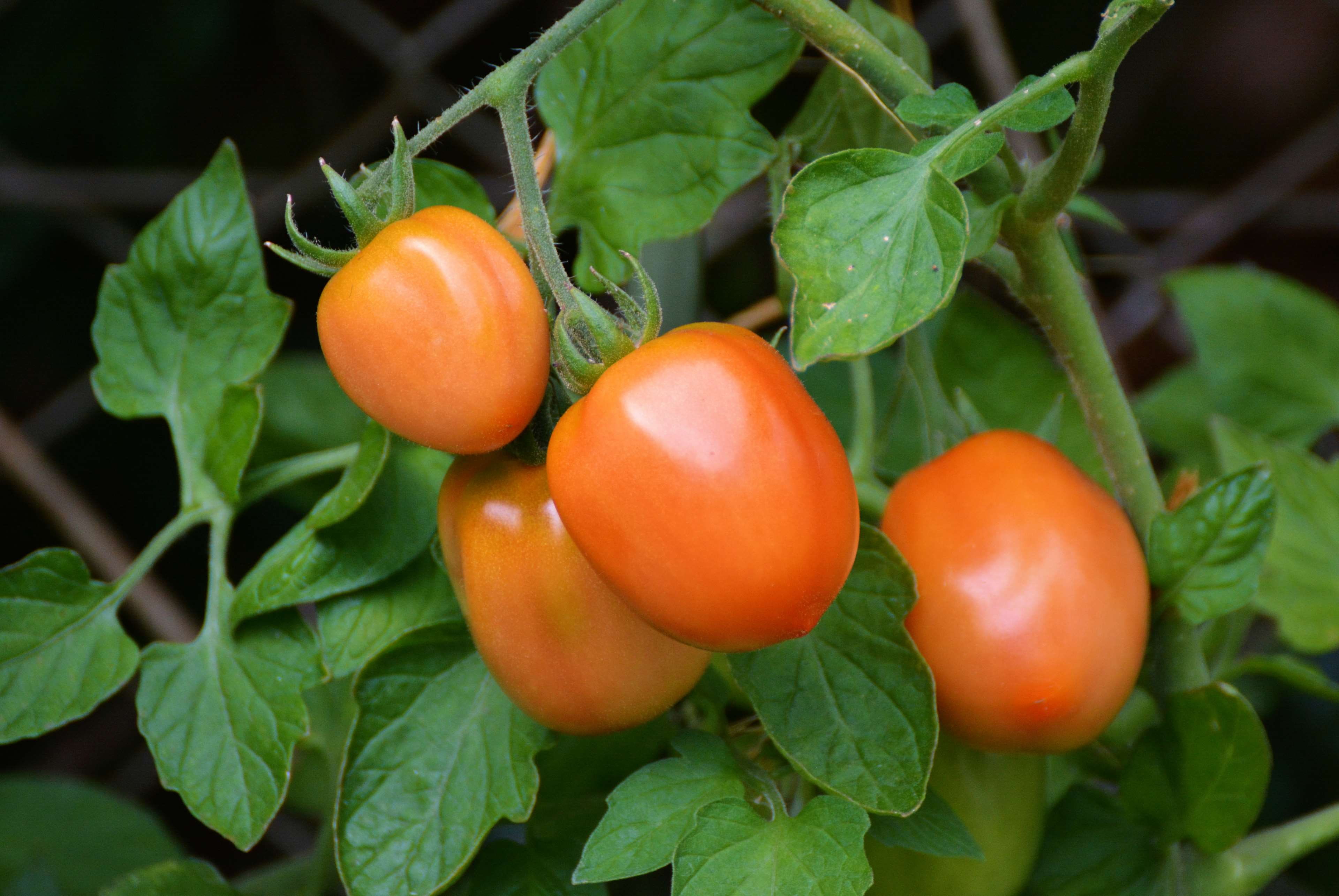 close-up, tree, 4K, day, wellbeing, roma tomatoes, no people, nature, tomato breeding, small group of objects, plant, garden, food and drink, tomato fruit, HD Wallpaper