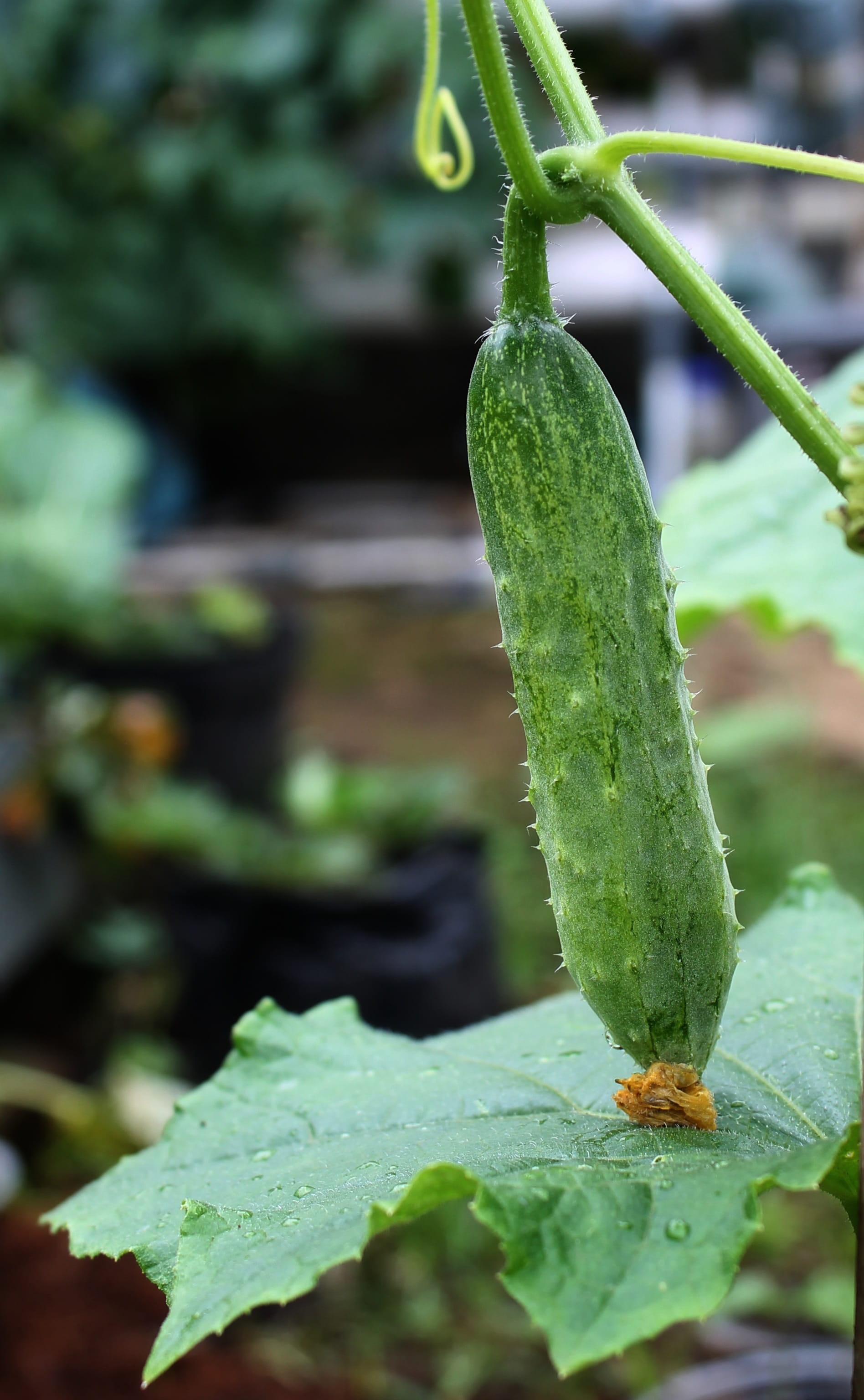 beginnings, Vegetable, outdoors, plant, raindrop, drop, nature, growth, close-up, water, no people, beauty in nature, selective focus, wet, focus on foreground, Phone HD Wallpaper