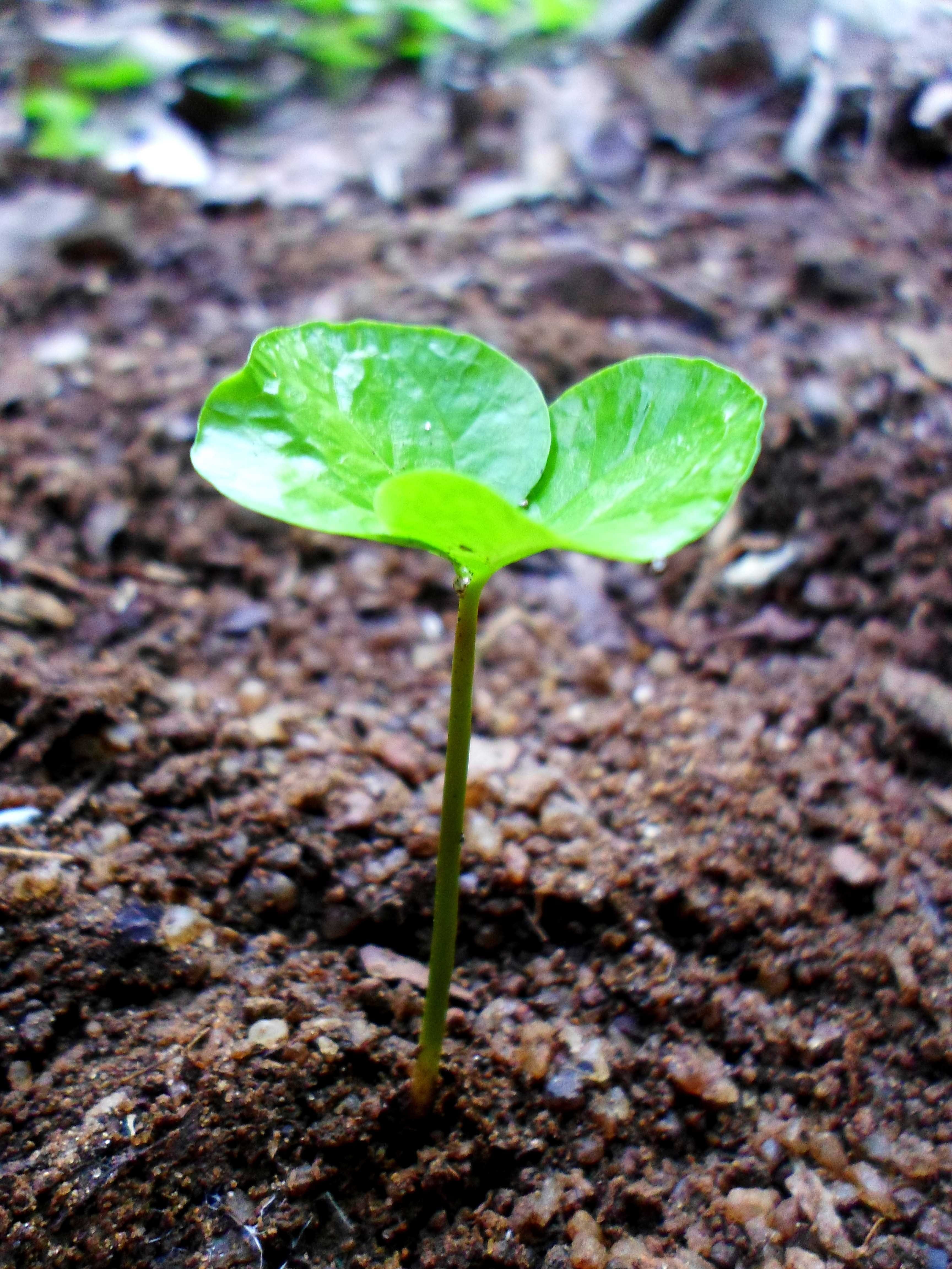 plant part, fragility, horticulture, small, nature, foliage, freshness, outdoors, beauty in nature, field, day, mud, herb, close-up, seedling, high angle view, Phone HD Wallpaper