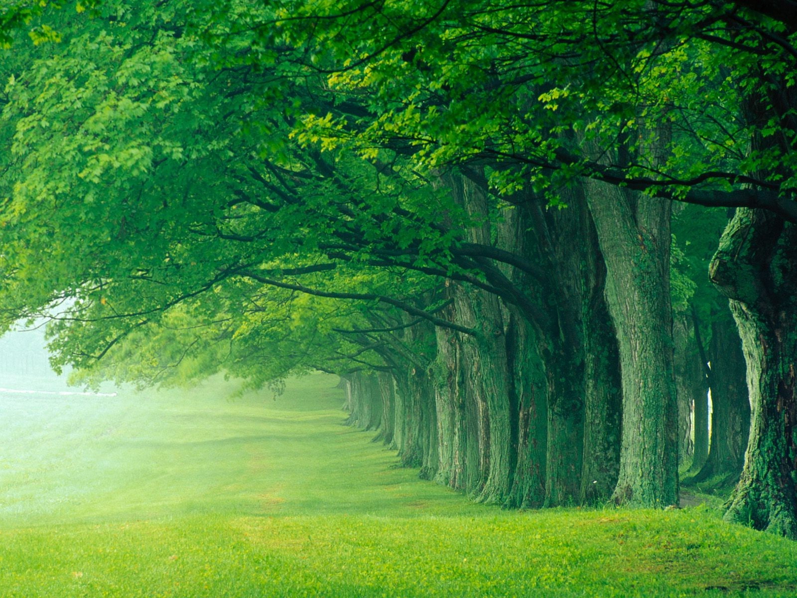 outdoors, trunk, plant, tree trunk, environment, landscape, tranquility, 720P, Kentucky, lush foliage, tree, land, treelined, day, beauty in nature, scenics - nature, HD Wallpaper