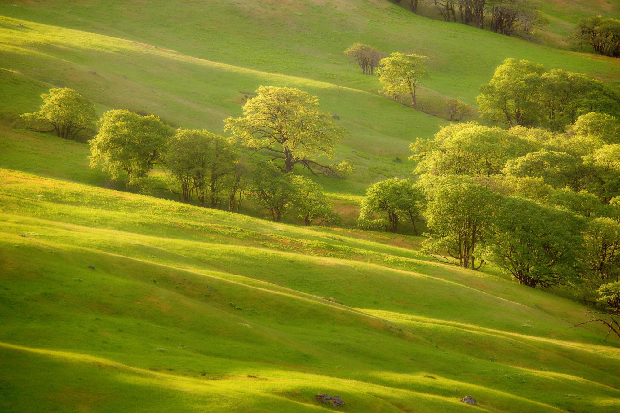 1080P, trees, fields, 3d and abstract, lush, nature, green, HD Wallpaper