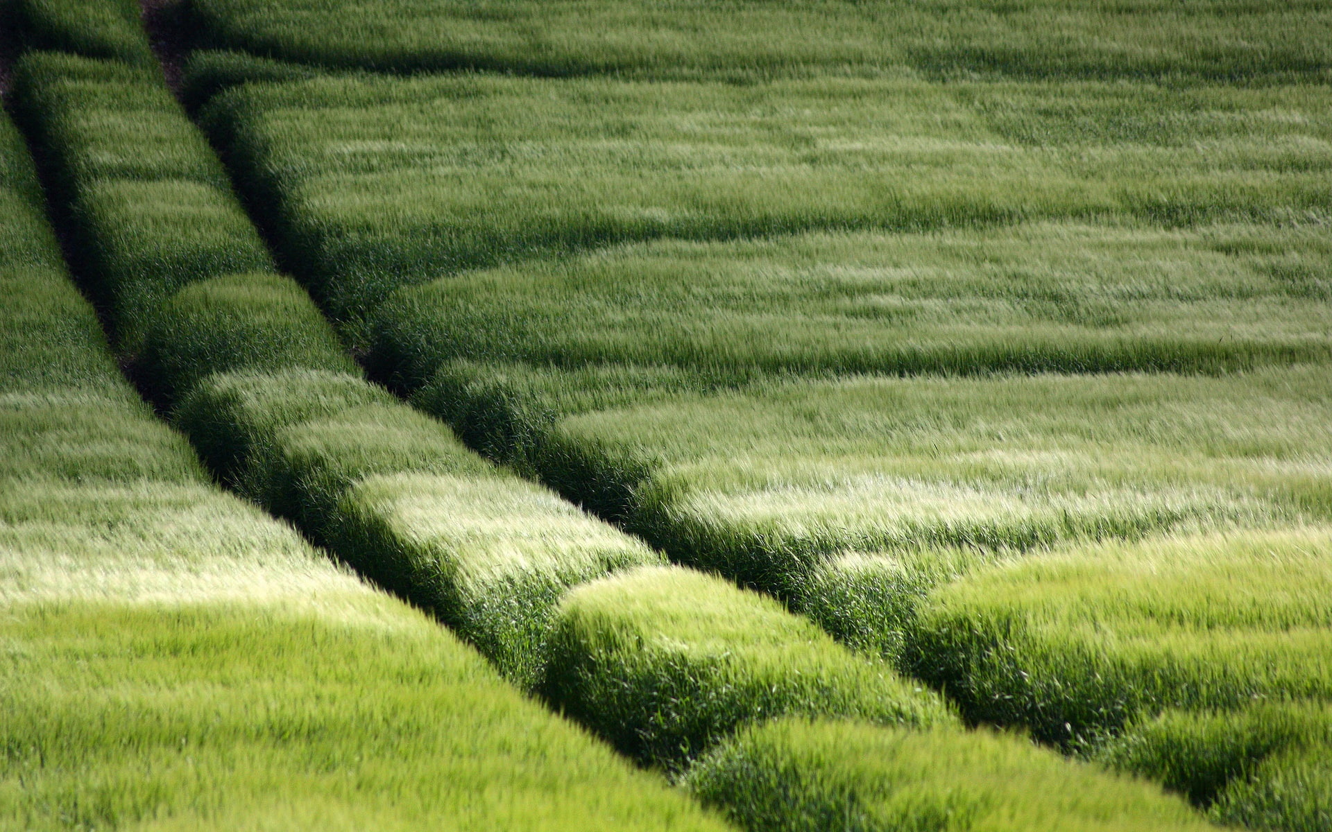 1080P, Lush, Scenery, Grassland, HD Wallpaper