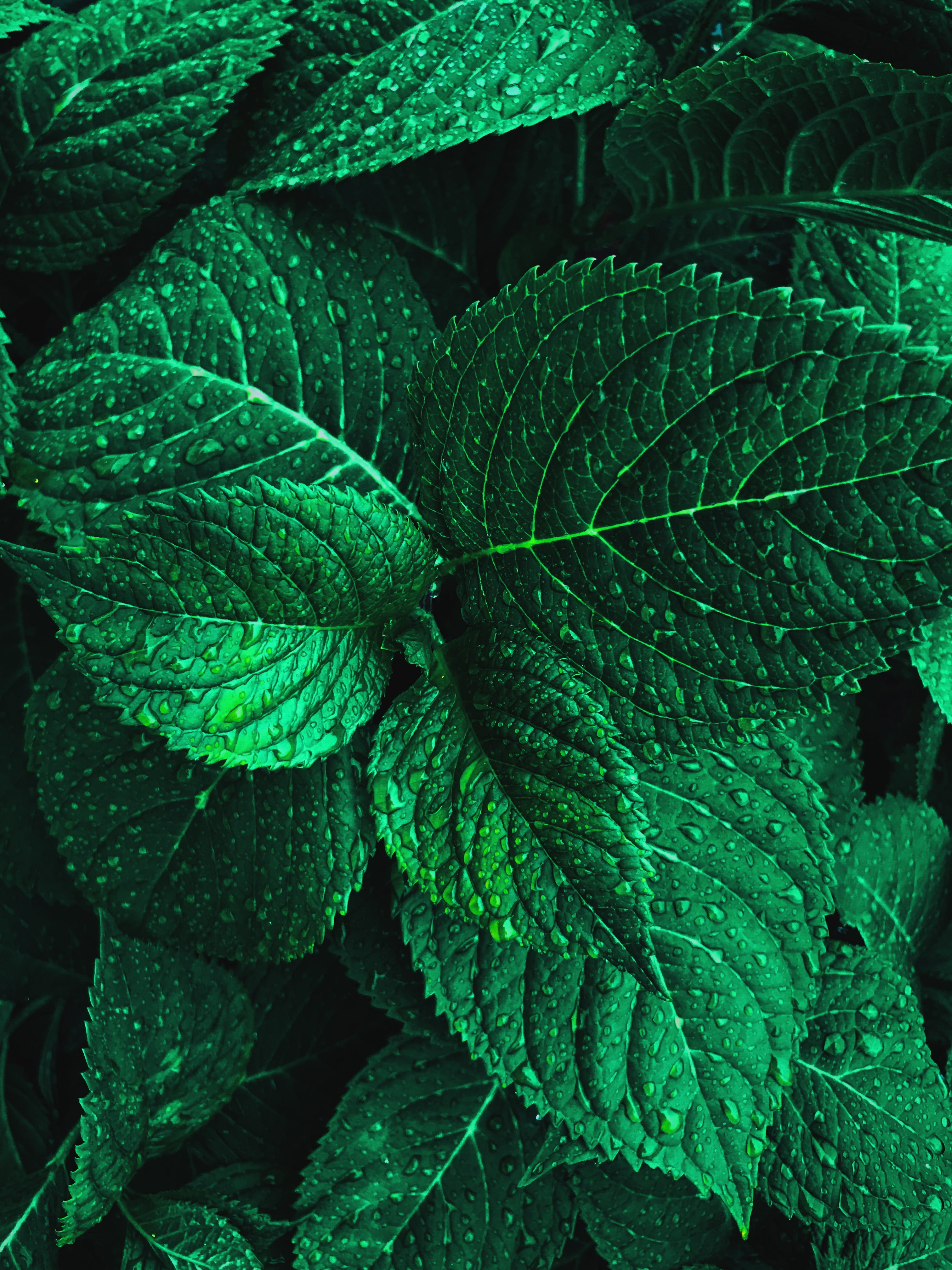 leaves, leaf, beauty in nature, plant part, natural pattern, leaf vein, green, high angle view, lush, fragility, backgrounds, full frame, nature, 4K, purity, Phone HD Wallpaper