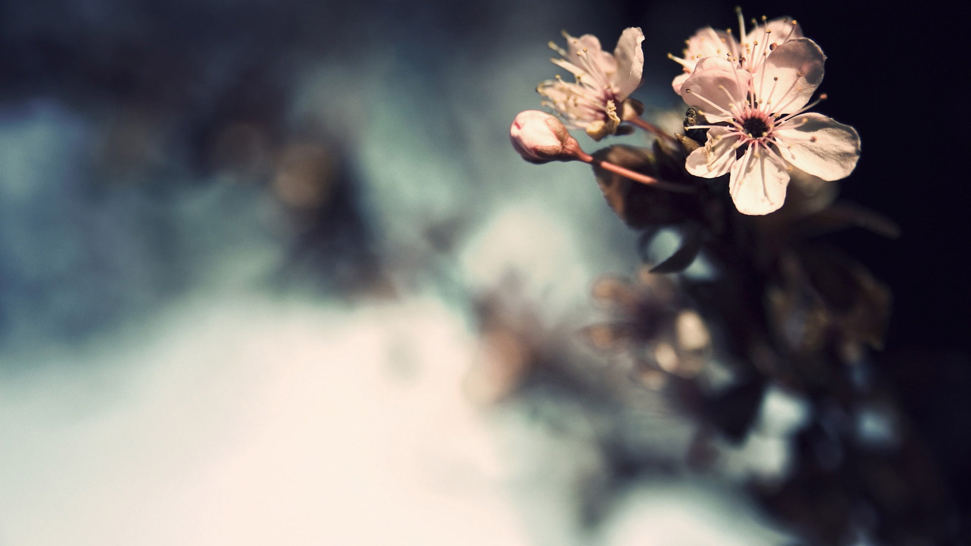 cherry tree, decoration, cherry blossom, no people, branch, season, flowering plant, plant, sky, close-up, fragility, inflorescence, leaves, spring, seasonal, HD Wallpaper