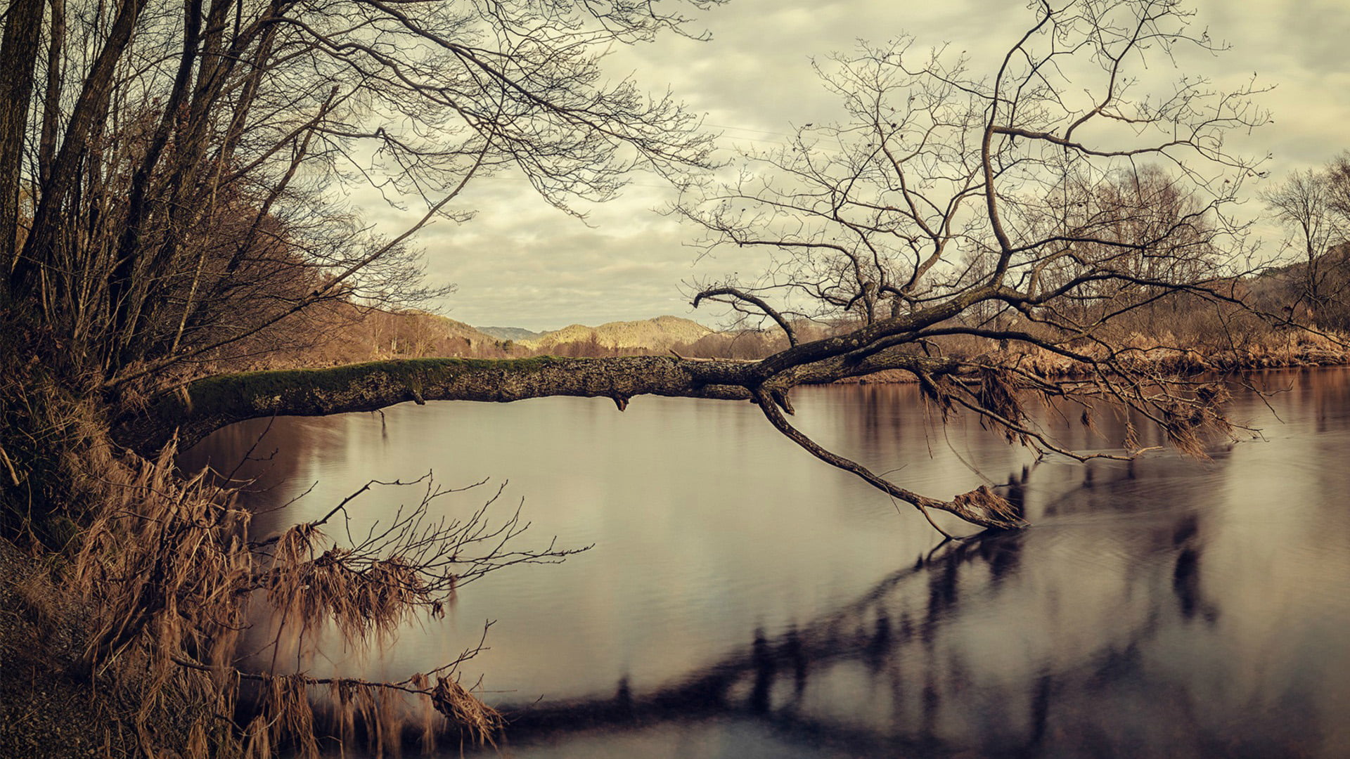 garden, reflection, tree, branches, plant, scenics - nature, flora, reflection lake, flower, water, growth, idyllic, closeup, cloud - sky, nature, branch, HD Wallpaper