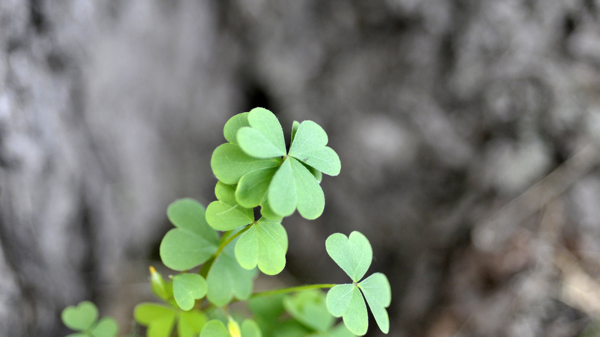 freshness, focus on foreground, garden, pattern, symbol, environment, blossom, botany, stem, color, graphic, flora, clover, season, celebration, decoration, HD Wallpaper