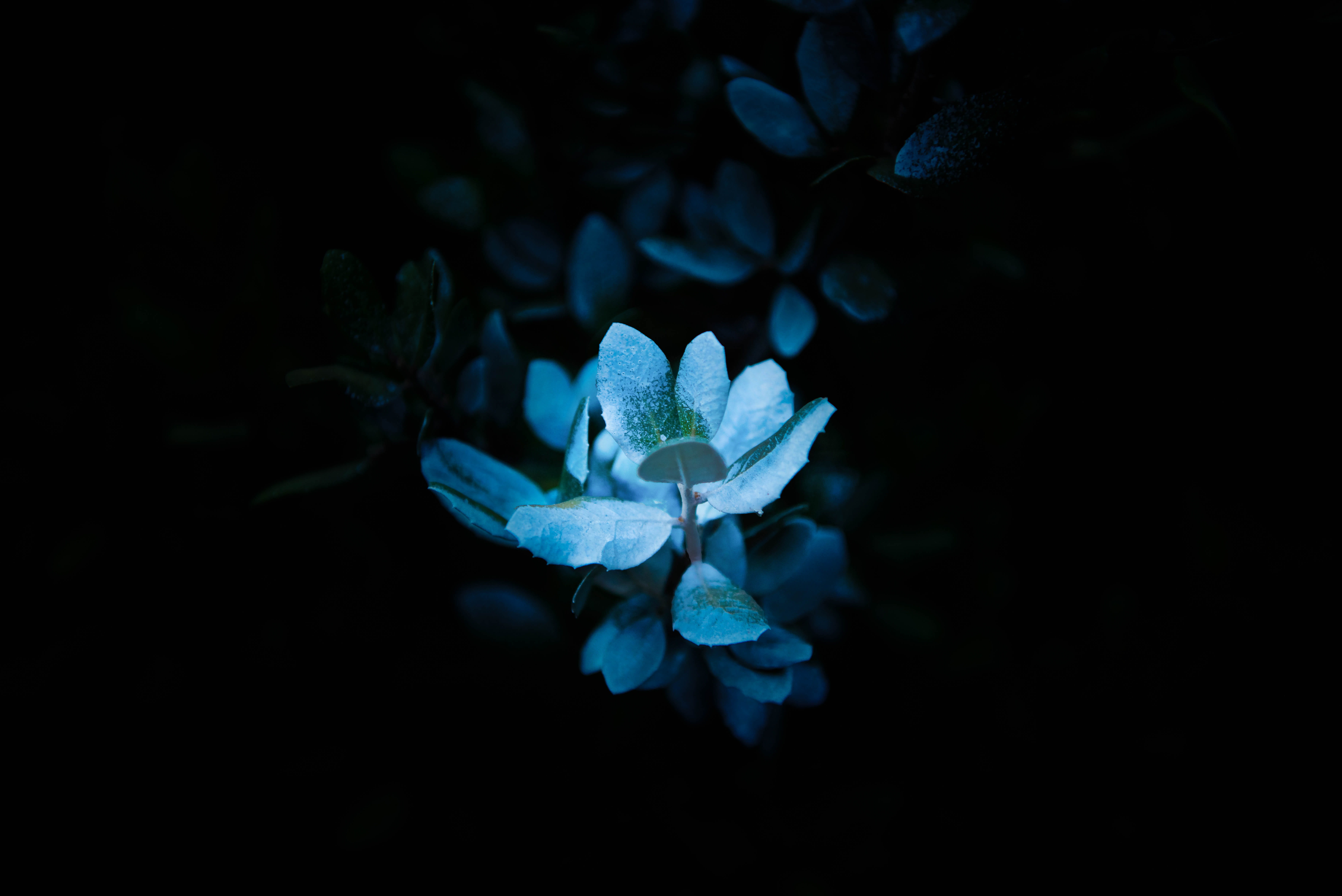 leaf, plant, dark, growth, night, green, plant part, water, white, background, petal, no people, 5K, close-up, fragility, flowering plant, nature, foliage, HD Wallpaper