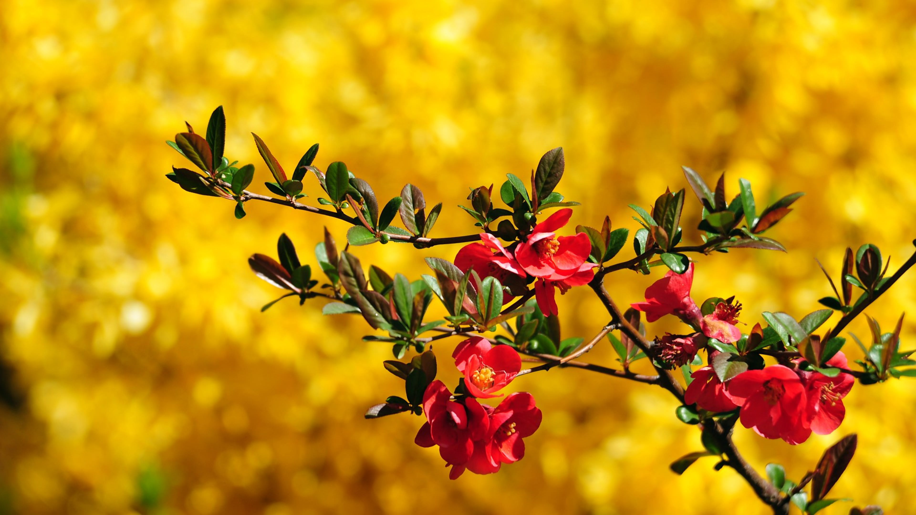 season, inflorescence, colorful, natural, beauty in nature, maple, close-up, texture, flower, plant, branch, floral, nature, fragility, summer, sunlight, HD Wallpaper