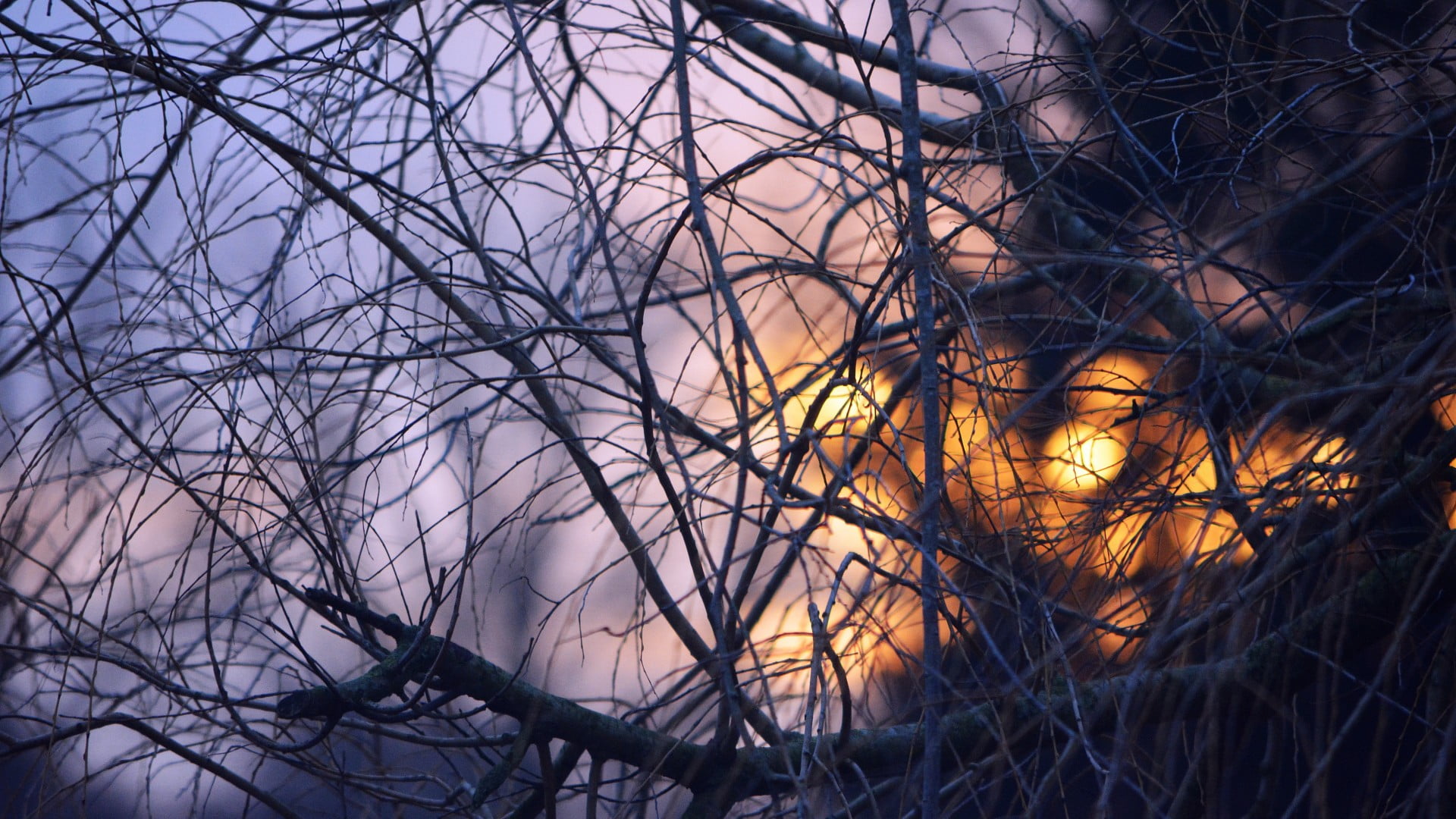 sky, sun, bright, branchlet, forest, autumn, 1080P, spring, animal, vertebrate, branch, chainlink fence, leaf, leaves, sunset, tree, trees, silhouette, HD Wallpaper