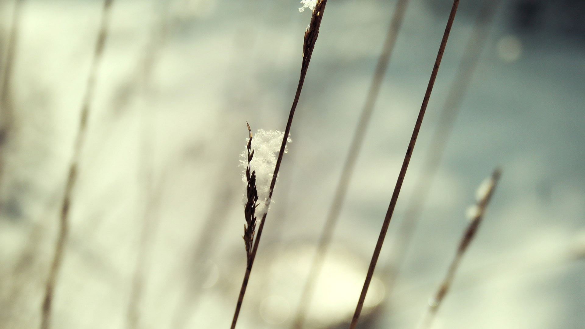 twig, land, focus on foreground, leaves, tree, branch, outdoors, foliage, spring, season, metal, closeup, sky, full frame, detail, branches, leaf, tranquility, HD Wallpaper