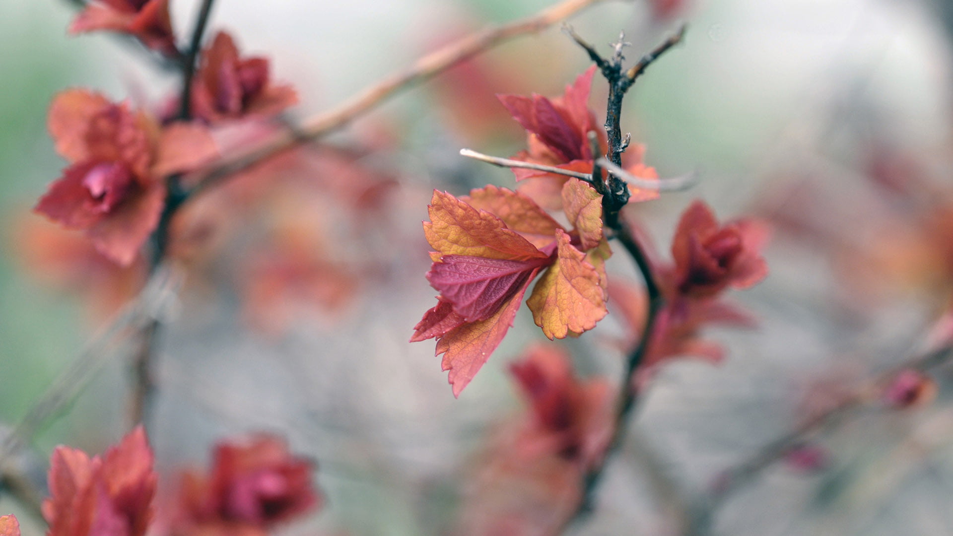 ornamental, 1080P, close-up, closeup, day, flower, nature, summer, life, season, color, red, garden, flowers, vulnerability, bloom, tree, april, natural, HD Wallpaper