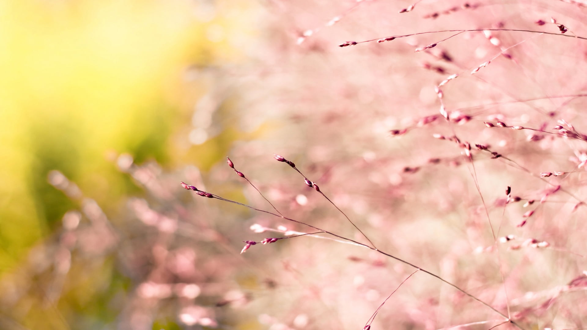 tree, close, freshness, detail, spring, beauty in nature, outdoors, pastel colored, color, botany, bloom, branch, flowering plant, natural, cherry tree, HD Wallpaper