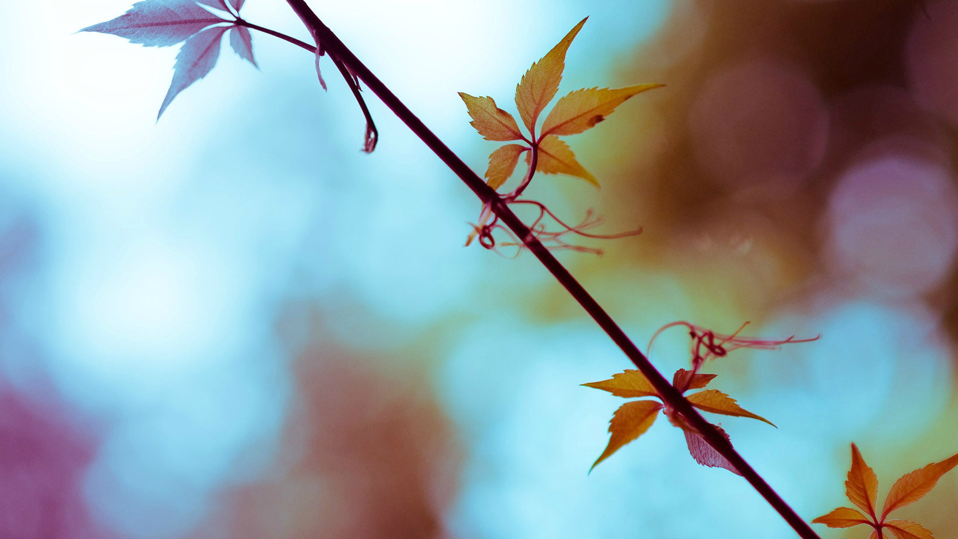 sky, close, garden, botany, branch, 1080P, beauty in nature, change, focus on foreground, selective focus, no people, maple leaf, branchlet, leaves, maple tree, HD Wallpaper
