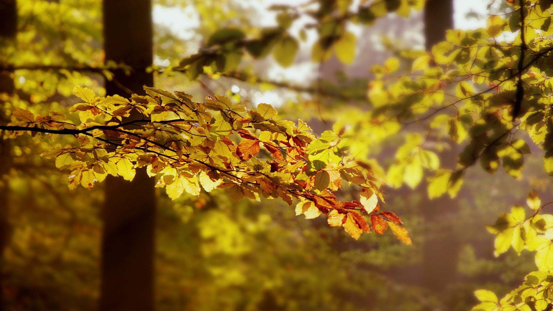 maple, no people, sunlight, colorful, natural condition, spring, branch, natural, close, flora, decoration, garden, season, focus on foreground, landscape, HD Wallpaper
