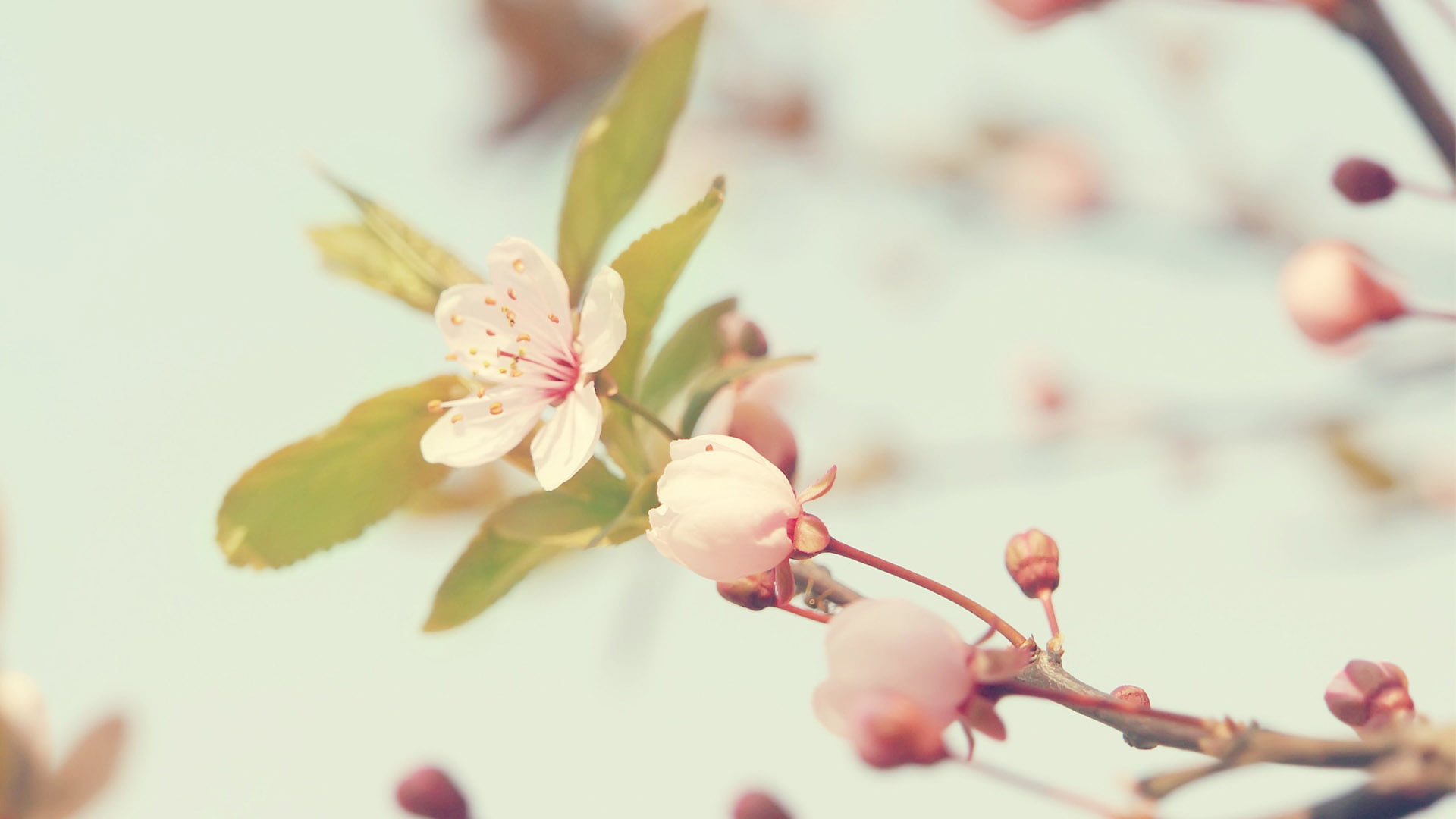 branch, close-up, closeup, plant, vulnerability, cherry blossom, flower head, flower, spring, freshness, pink color, april, fresh, botany, natural, no people, HD Wallpaper