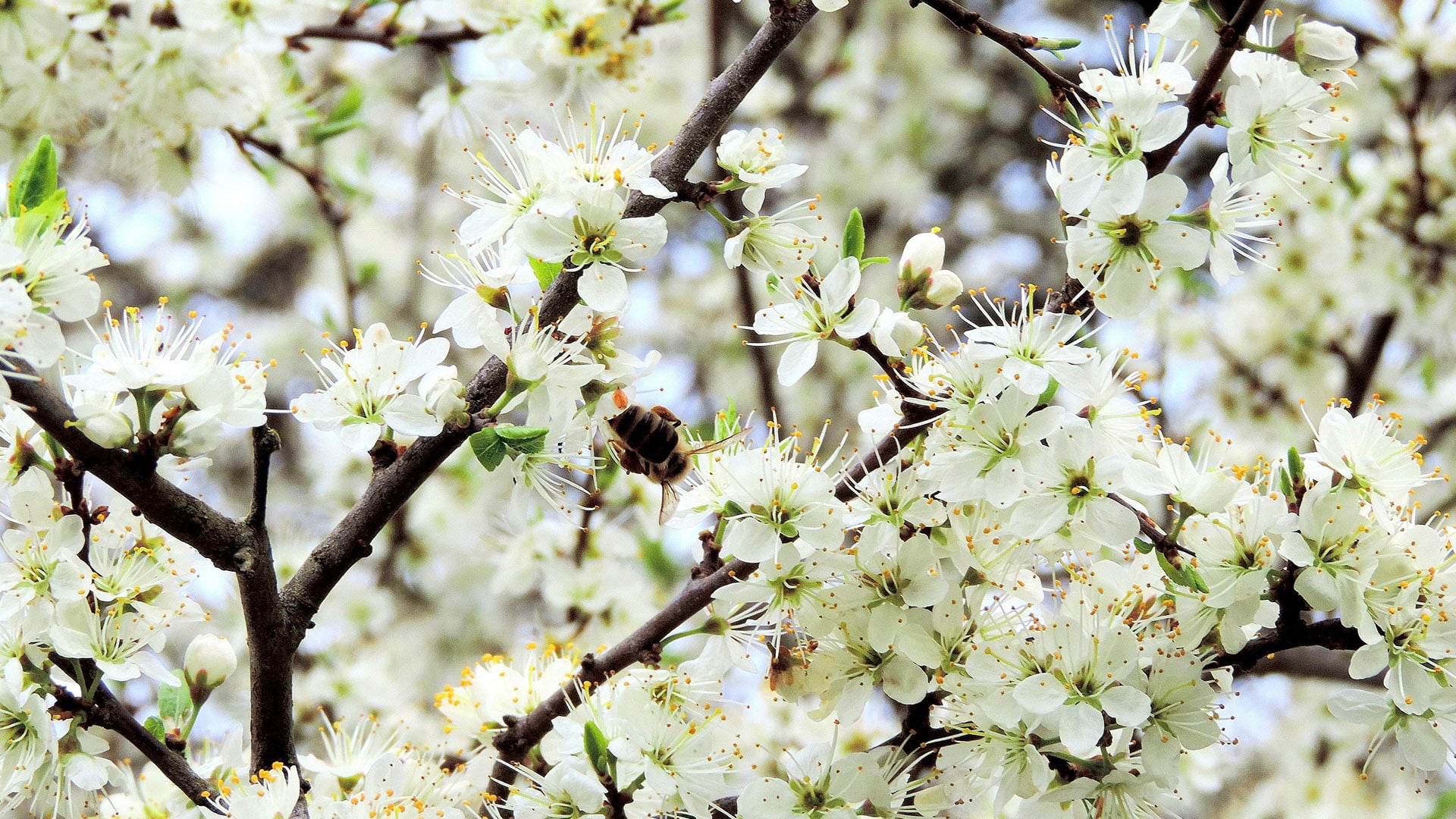pollination, natural, nature, leaves, growth, flowering plant, cherry blossom, botanical, fruit, petal, no people, day, sky, floral, detail, closeup, botany, HD Wallpaper