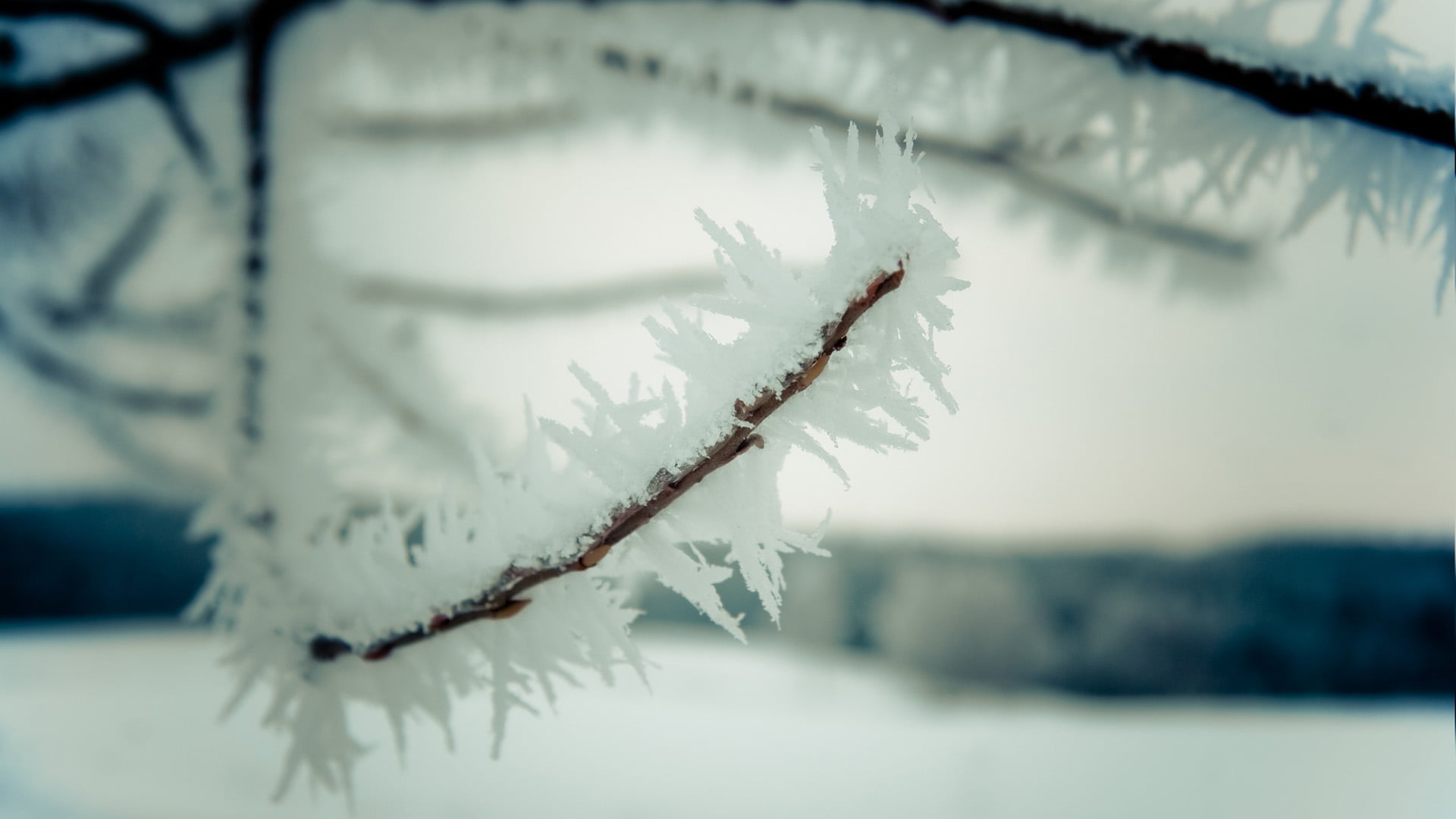 frost, tranquility, plant, twig, tree, frozen, outdoors, beauty in nature, centipede, icicle, cold temperature, focus on foreground, light, winter, 1080P, HD Wallpaper